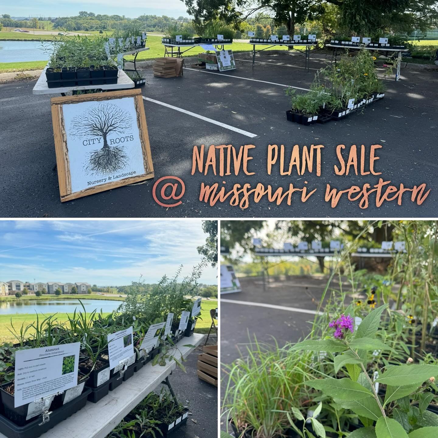 City Roots is set up with Sow Wild Natives and Missouri Wild Flowers for a native plant sale at Missouri Western in St. Joseph Missouri. On Saturday the sale is from 1-5 and is going on in conjunction with the Missouri Master gardeners conference. On