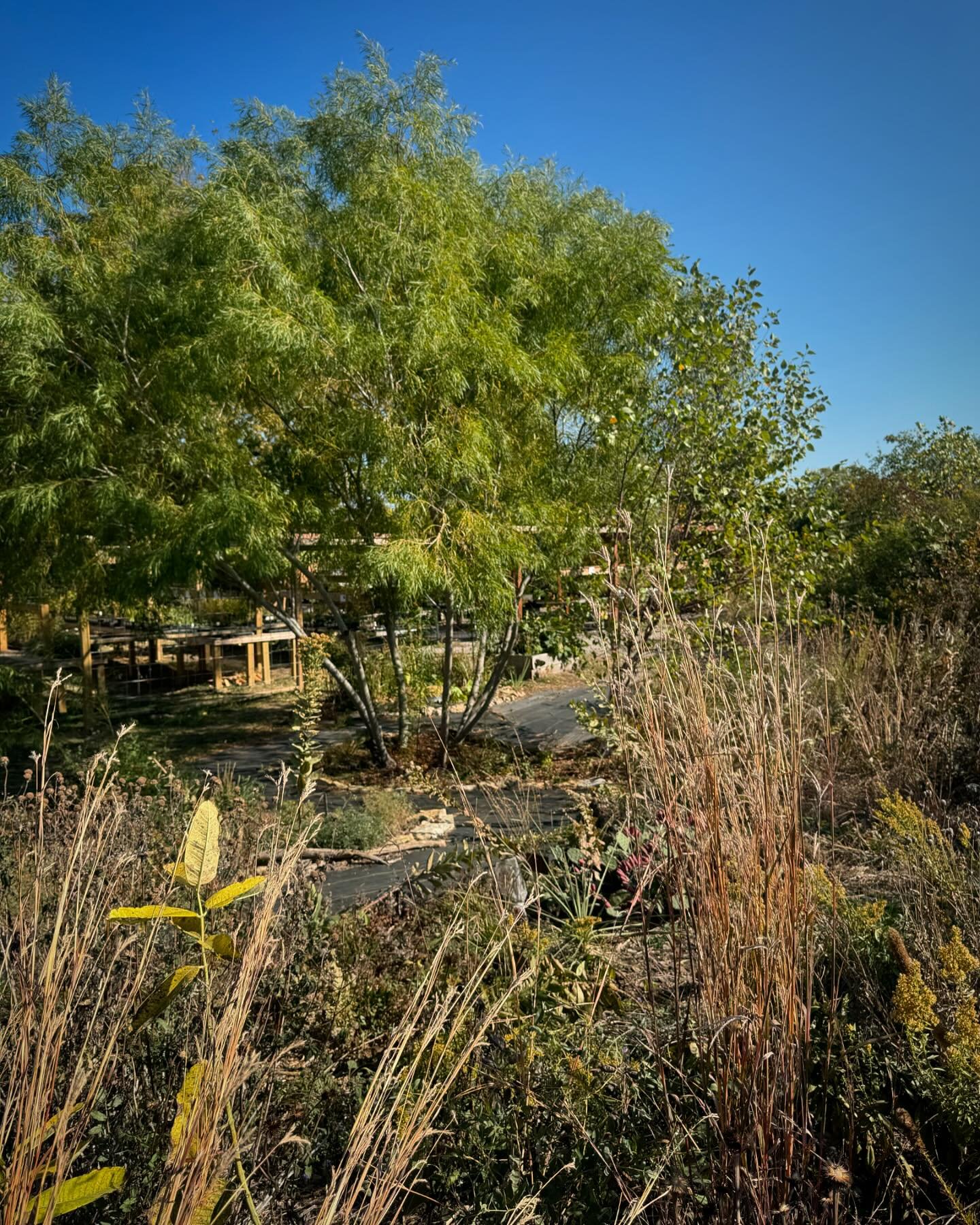 The Fall colors are starting to come in and the gardens and natural areas we visit are starting to get that classic fall time &ldquo;crunch&rdquo; as you walk through them. This is a great time to add any last minute plantings to your garden.  For th