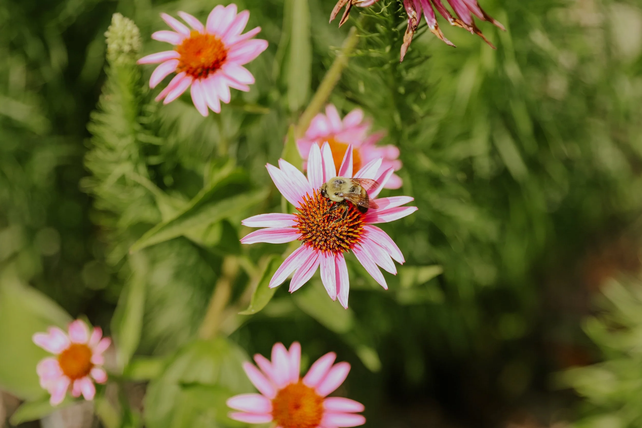Opening day for on site nursery sales
