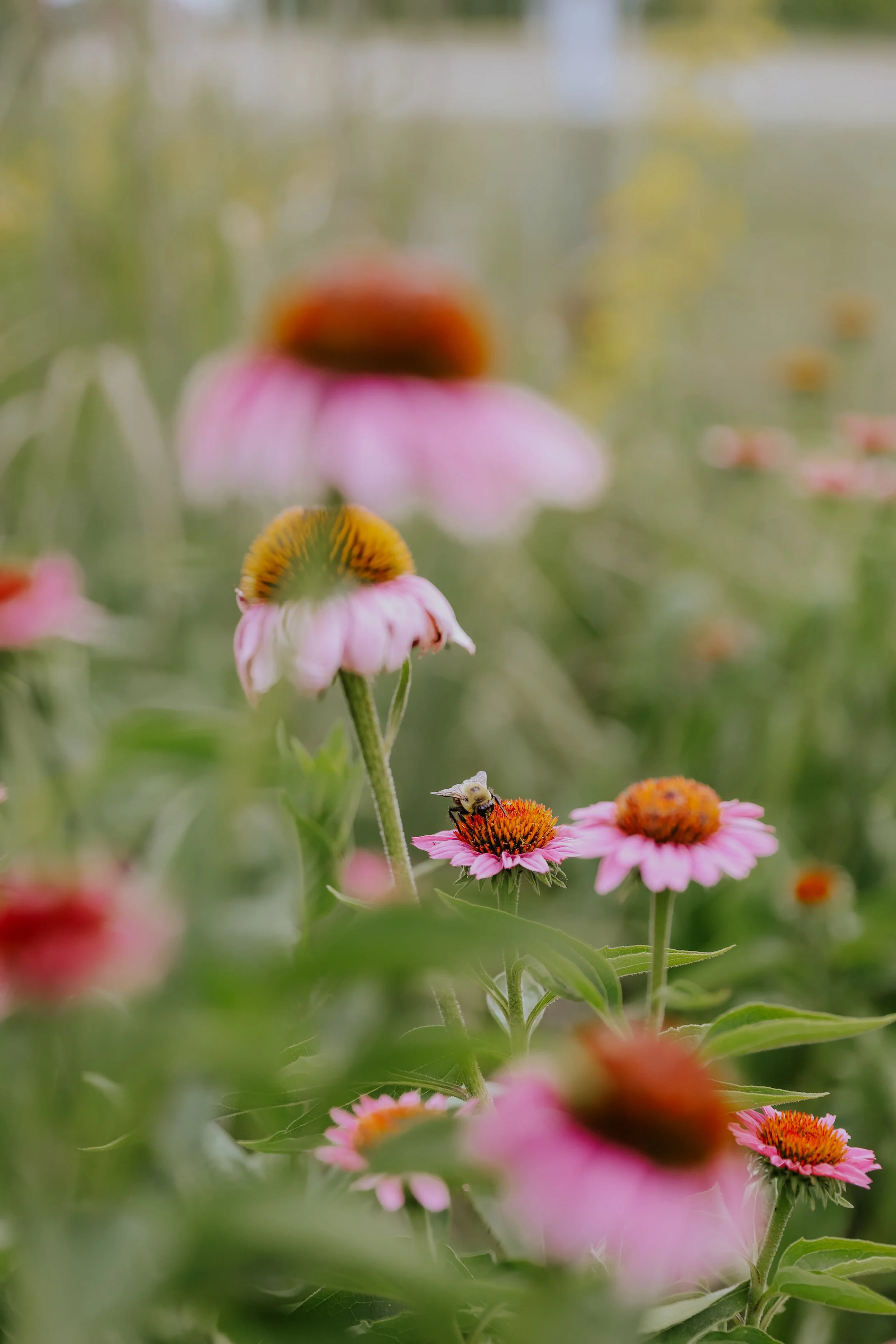 Burr Oak Woods Naturescaping Workshop