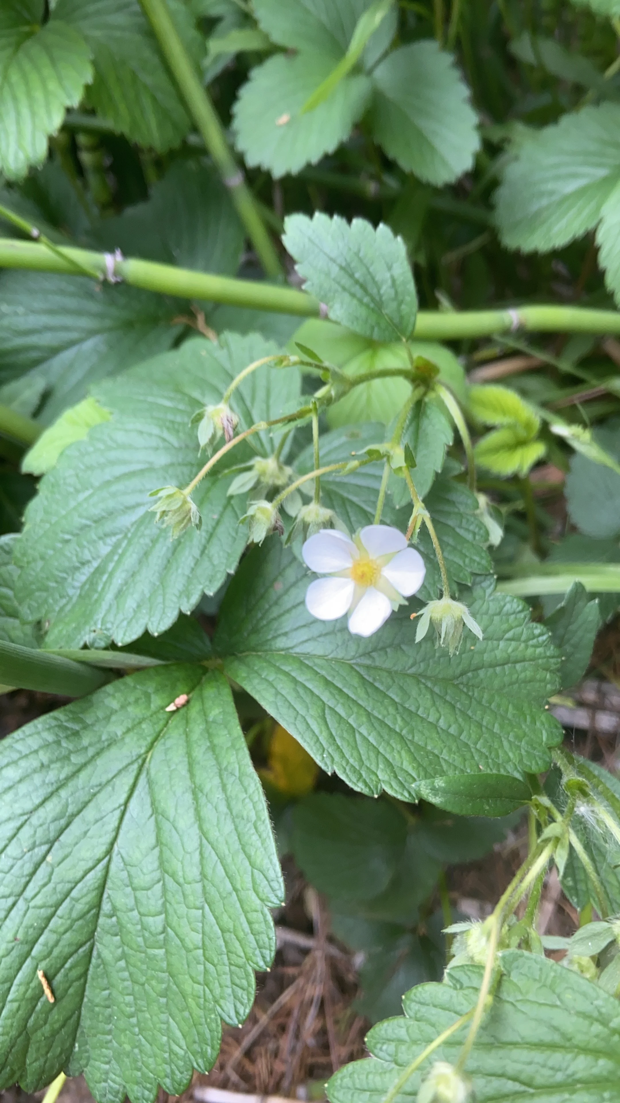 Fragaria virginiana / Wild Strawberry