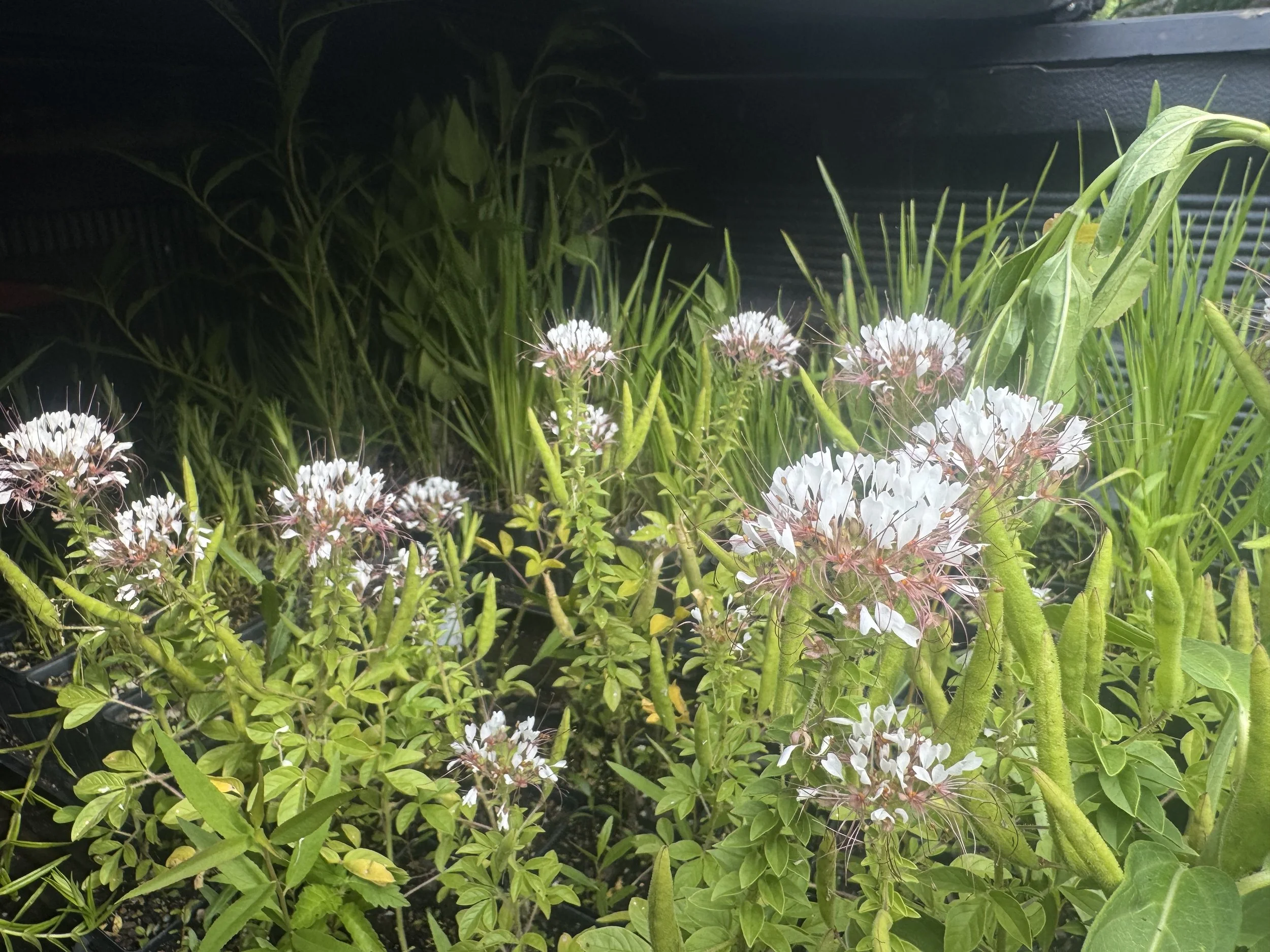 Wild Ones Ozark Chapter Native Plant Sale