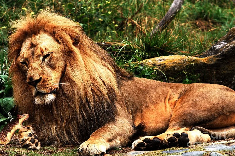 Aesop's Fables: Timeless Lessons