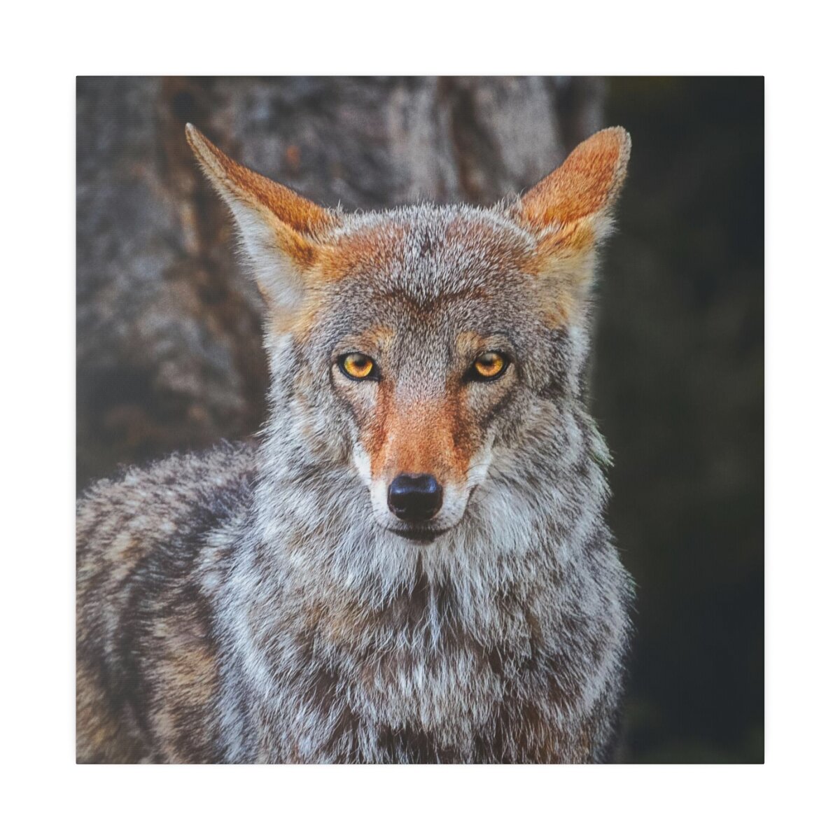 Majestic coyote wall art: Canadian wilderness captured, showcasing agility and intelligence. Embrace the untamed.
