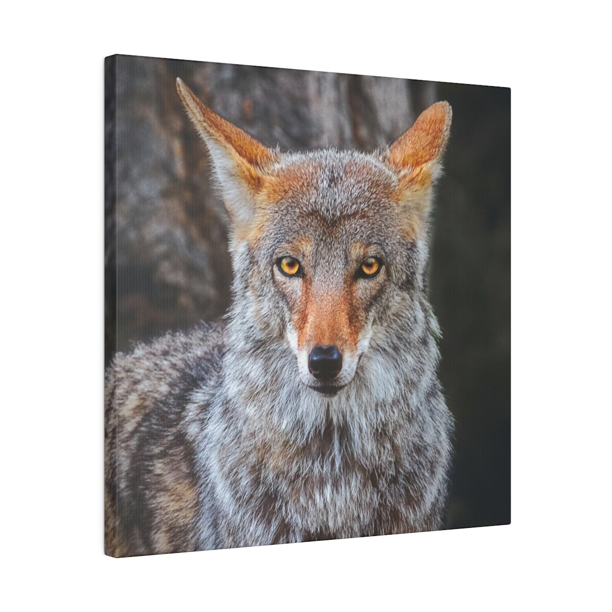 Majestic coyote wall art: Canadian wilderness captured, showcasing agility and intelligence. Embrace the untamed.