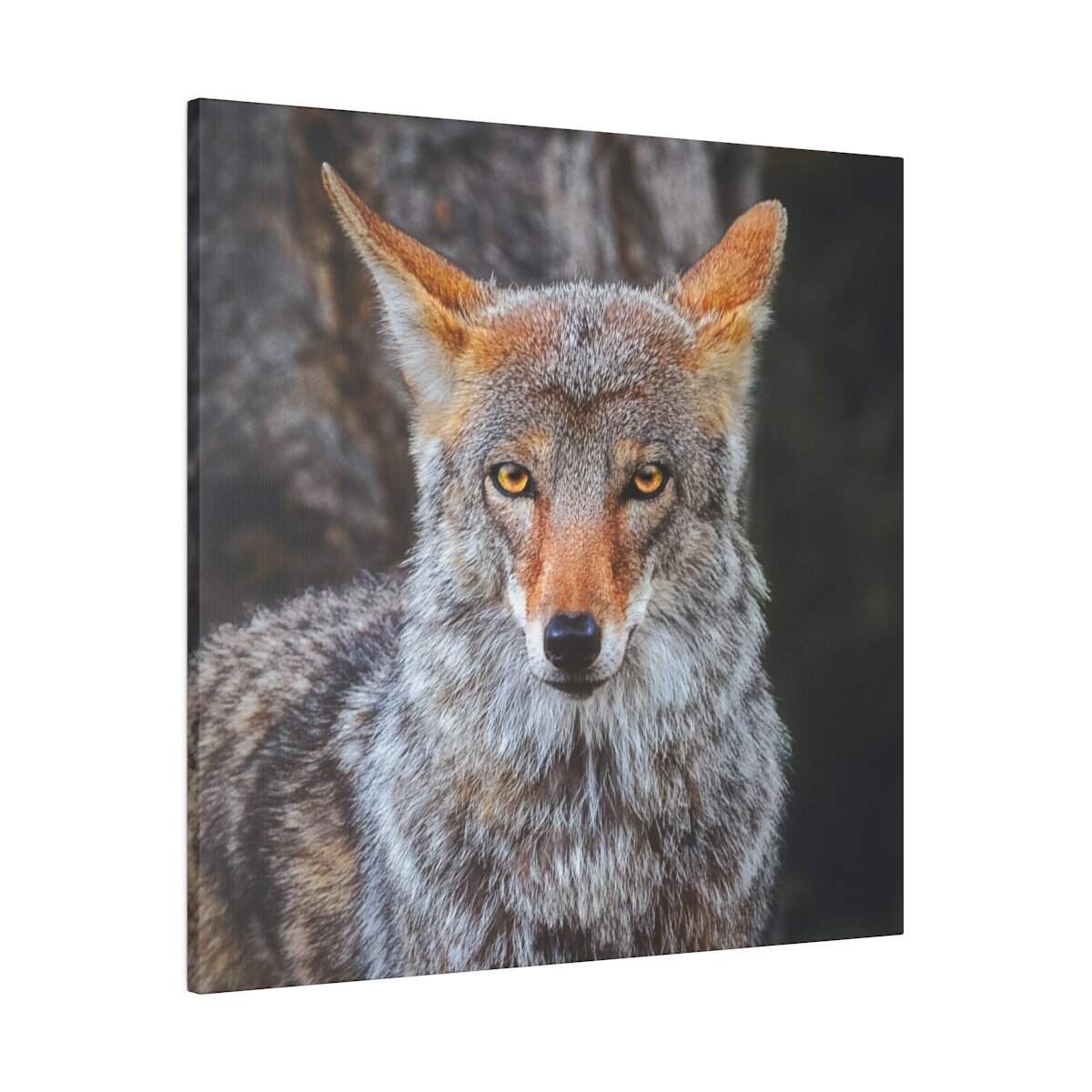 Majestic coyote wall art: Canadian wilderness captured, showcasing agility and intelligence. Embrace the untamed.