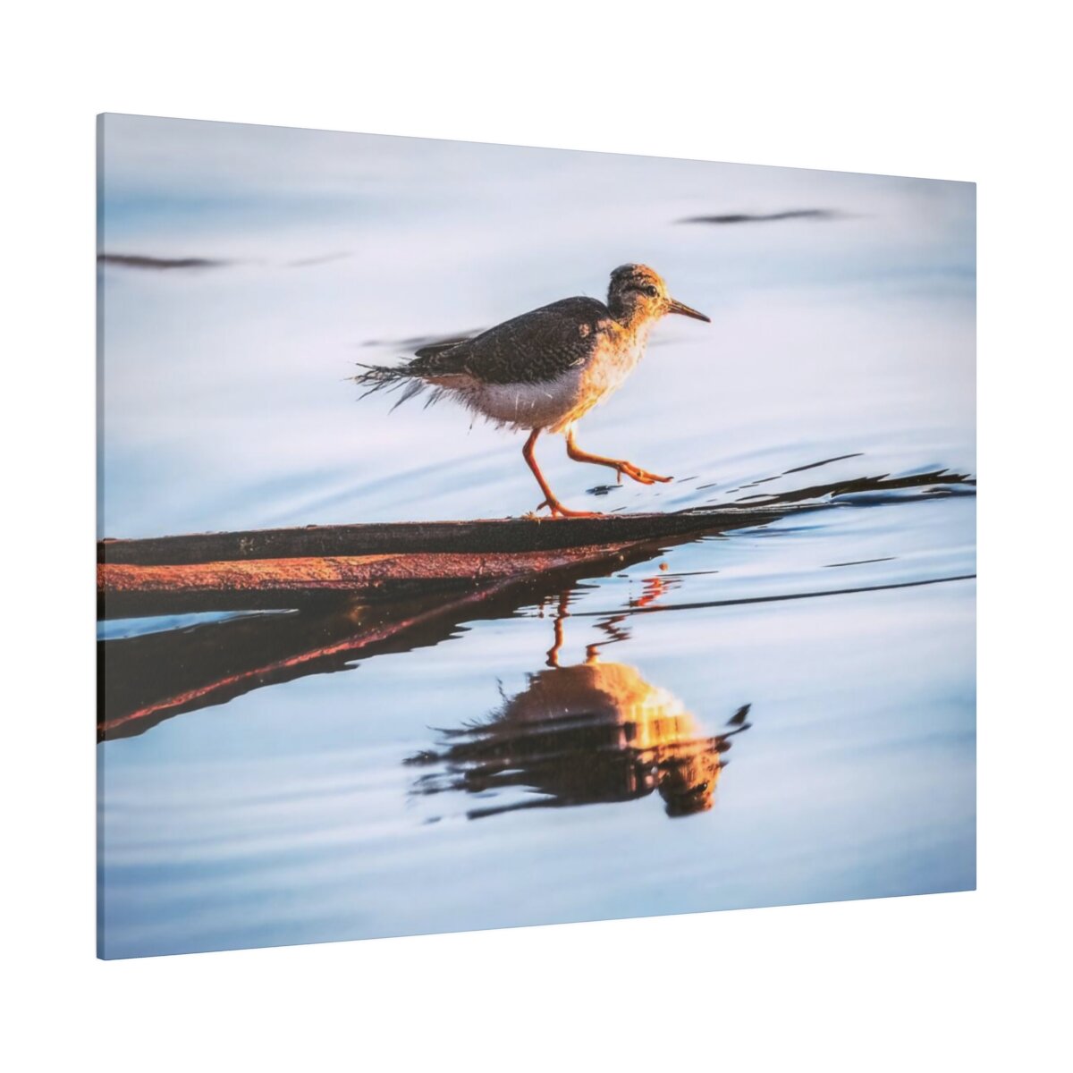 Frontal view of 'Serene Sandpiper Reflection' Canvas Print, showcasing a sandpiper bird gracefully striding on a log within a calm Canadian lake.