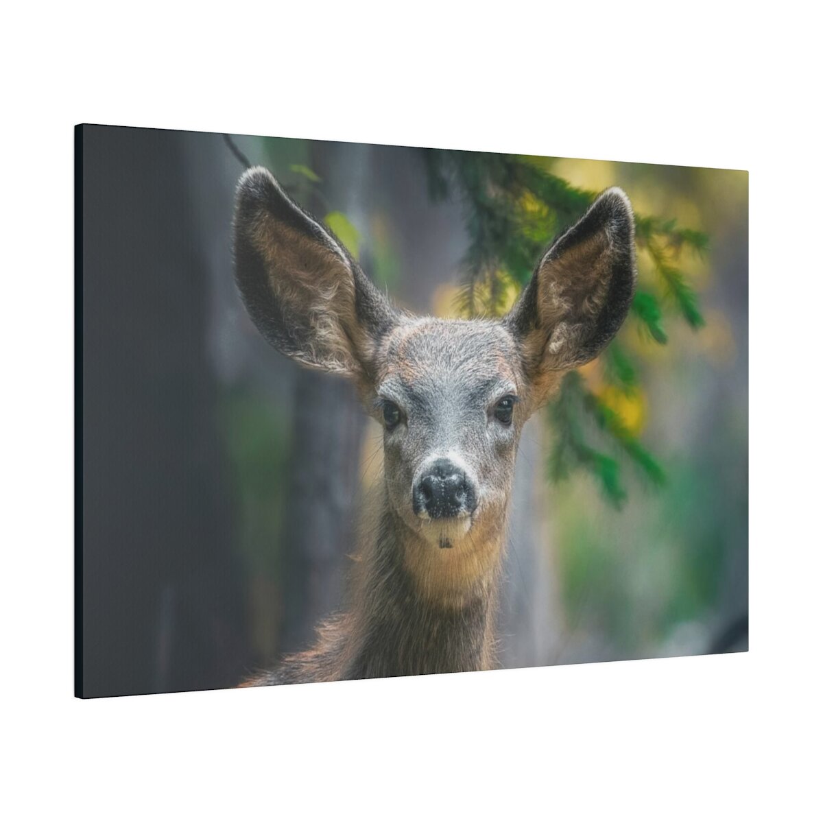 Front view of a canvas print featuring a closeup shot of an adorable, inquisitive deer fawn nestled in the forest. Premium wildlife photography wall art.