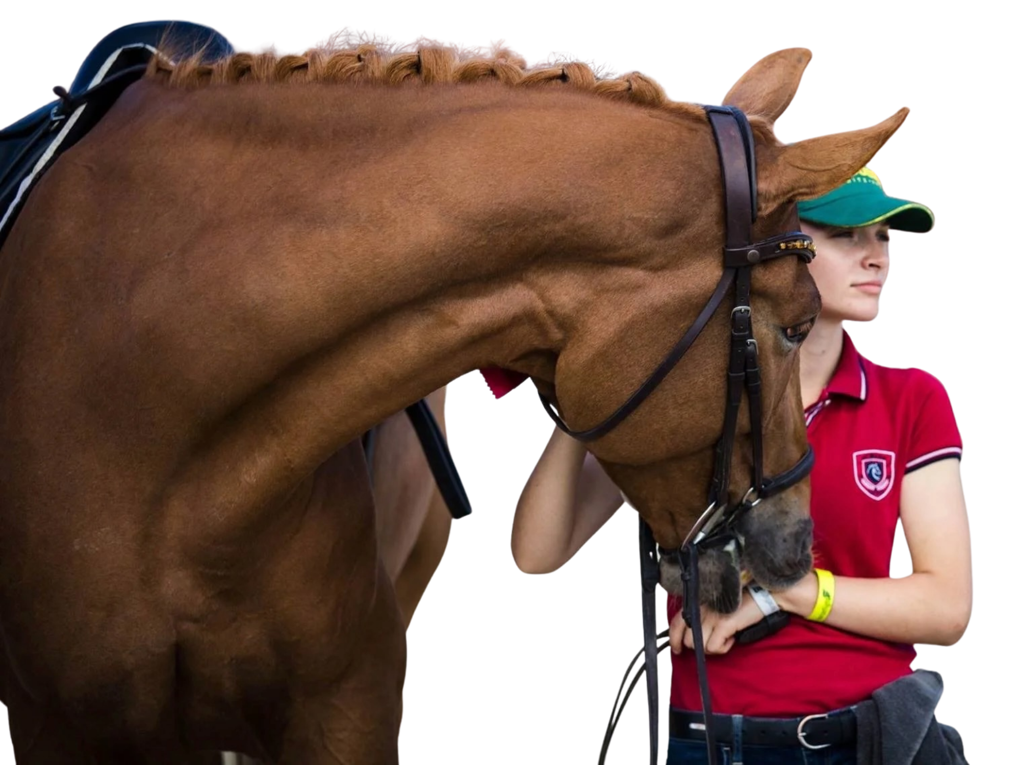 Equestrian Freelance Writer