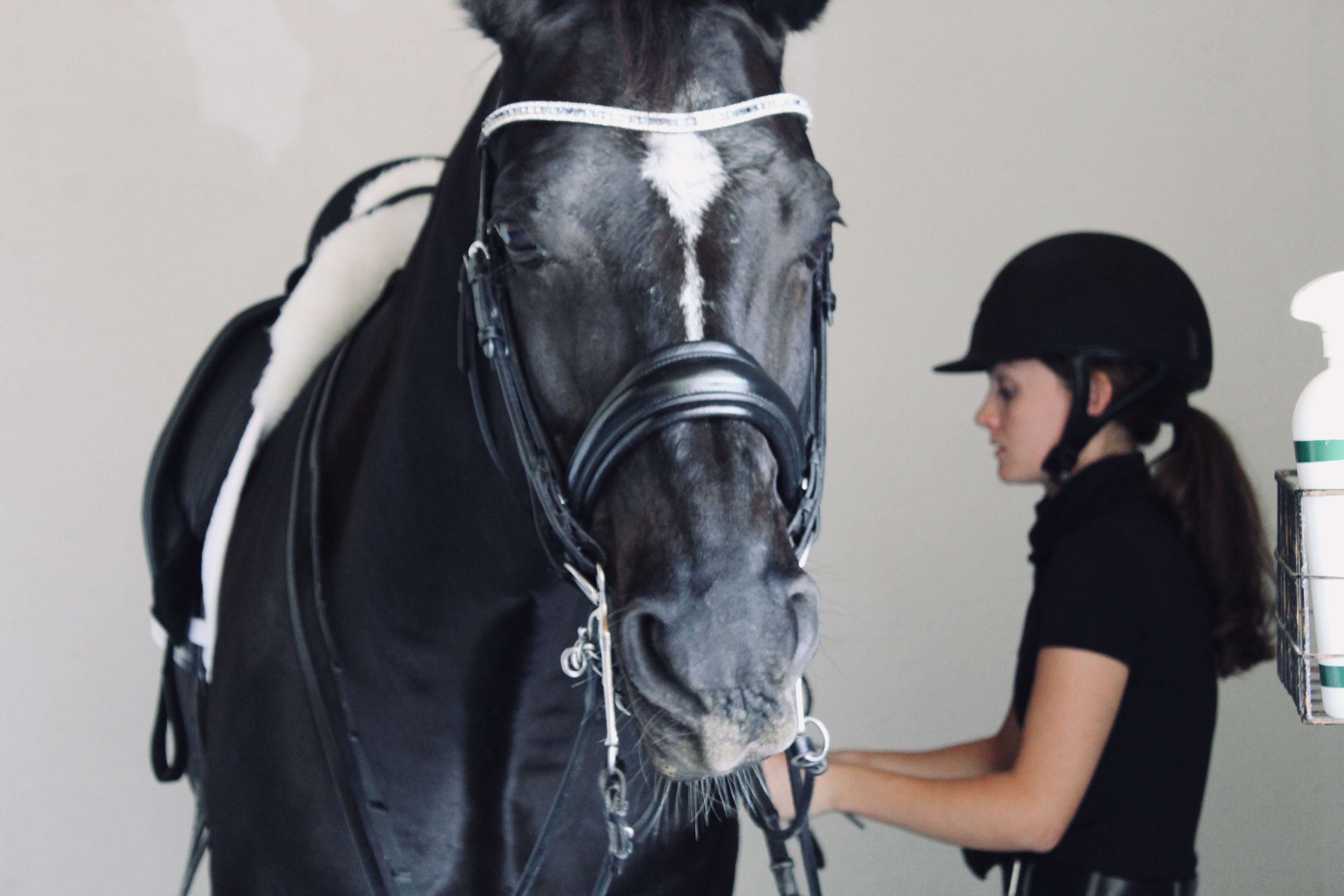 LC Equine - Freelance Services