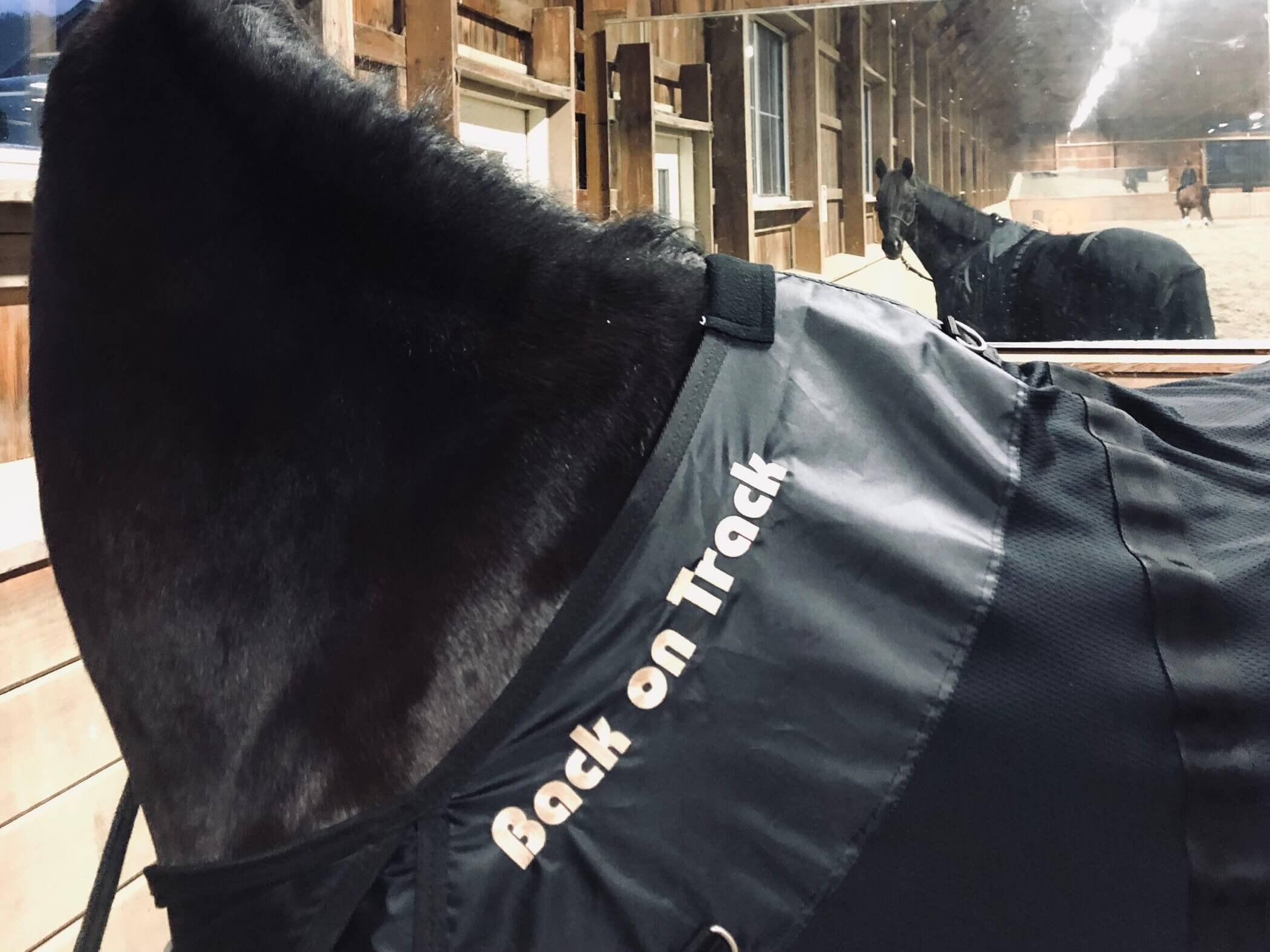 Back on Track Review: How Do Back on Track Equine Products Work?