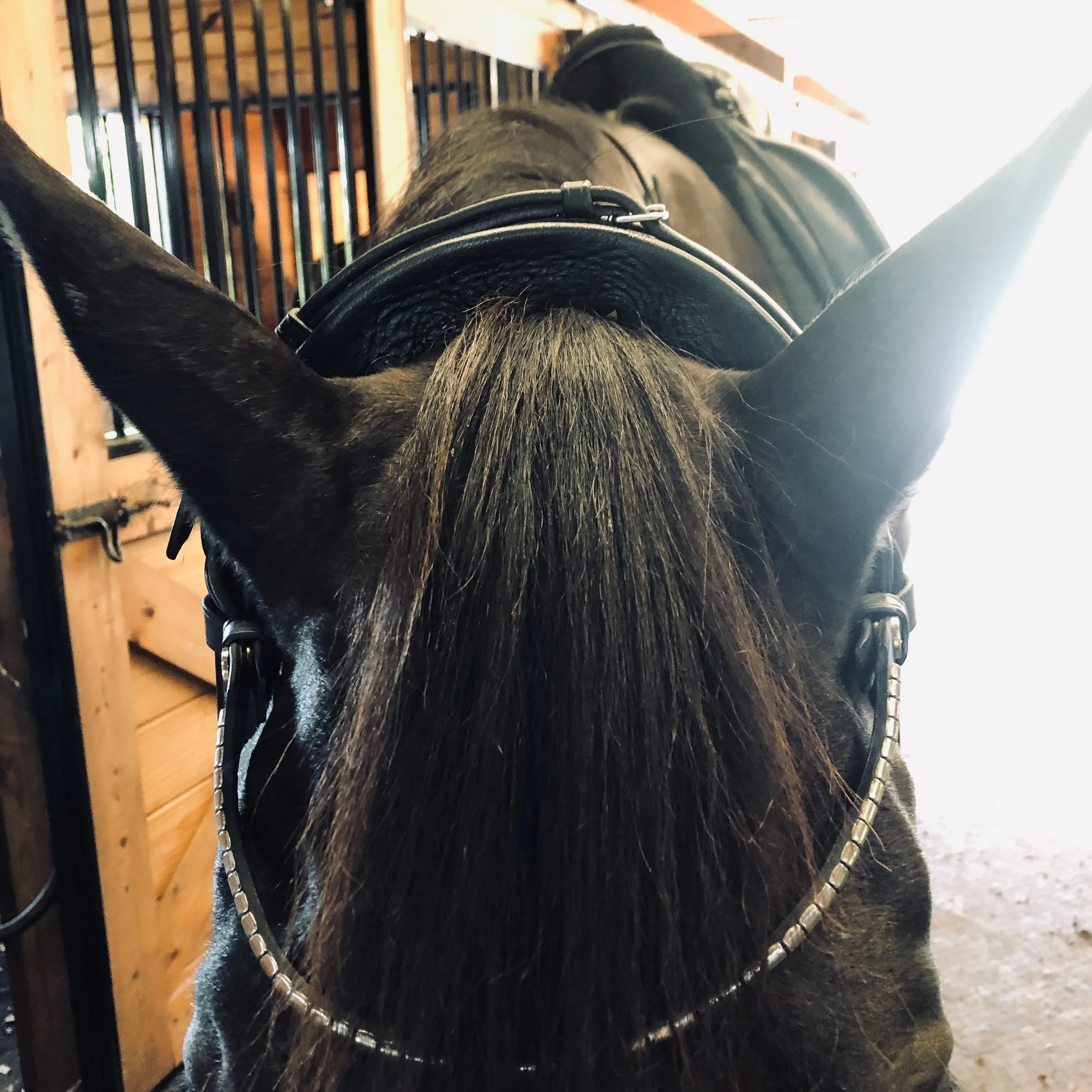 Finesse Bridle Review The Best Anatomical Dressage Bridle?