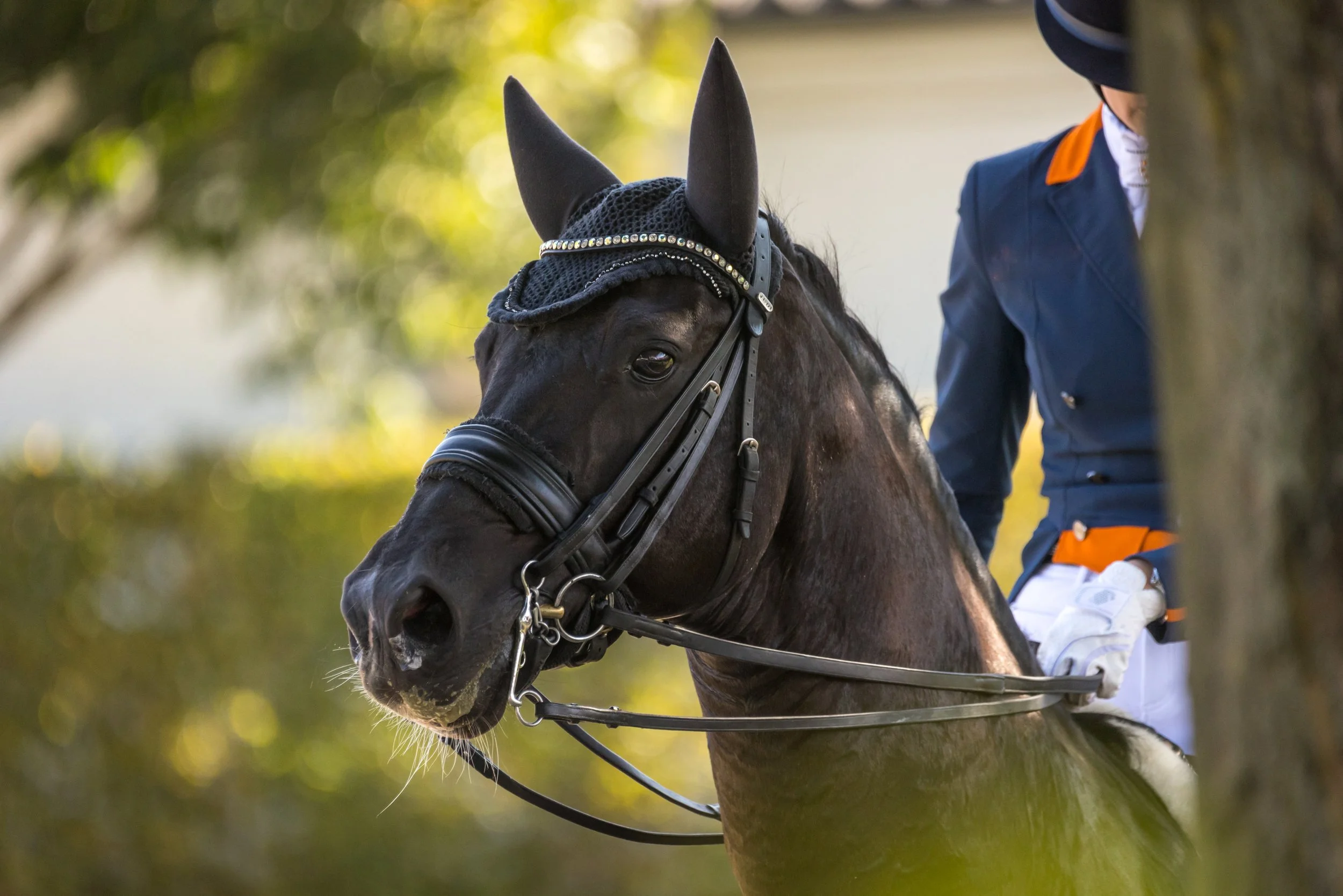 Get Sponsored: Equestrian Sponsorship Guide for Riders
