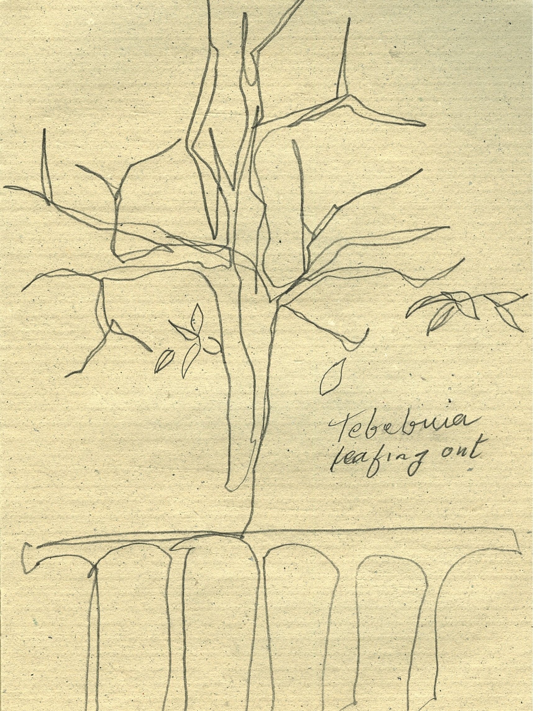 My father's tebebuia tree that flowers before it leafs out.