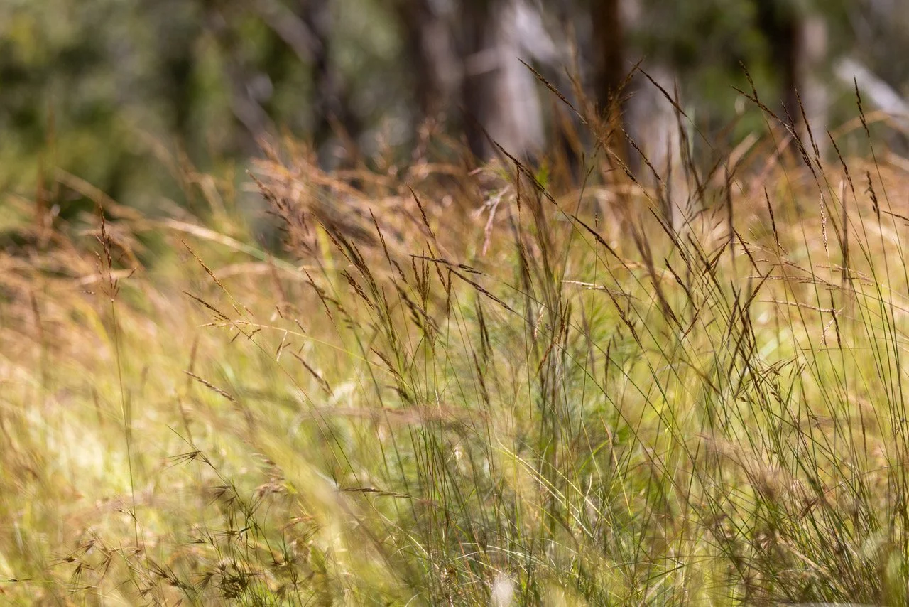 Hidden heroes of Killarney