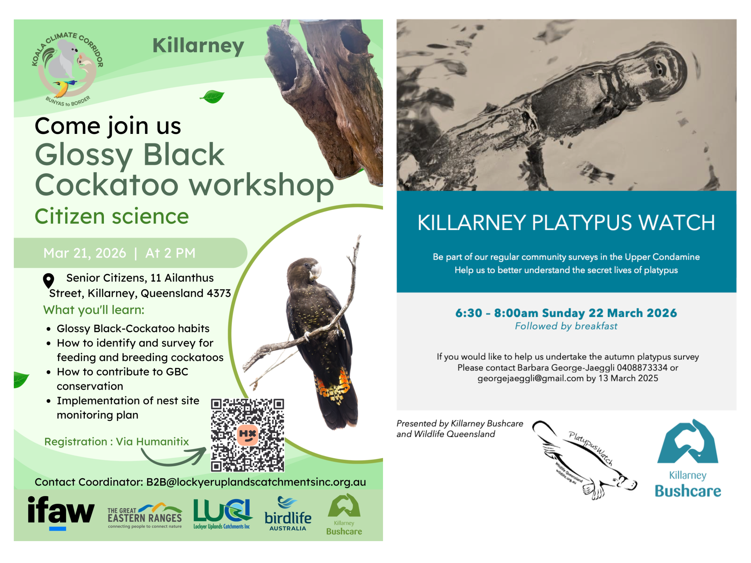 A big weekend for local wildlife in Killarney!