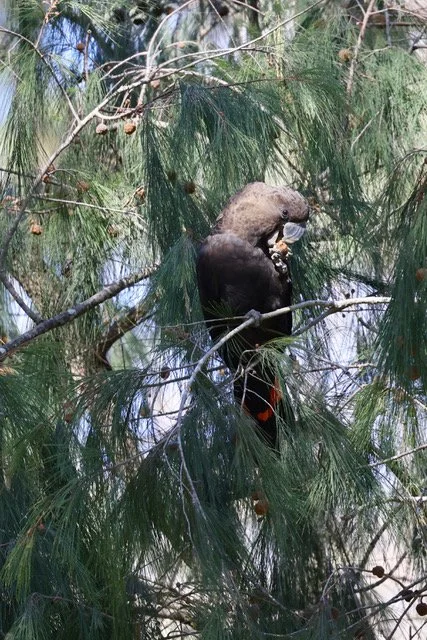 Glossy Black Cockatoo Workshop