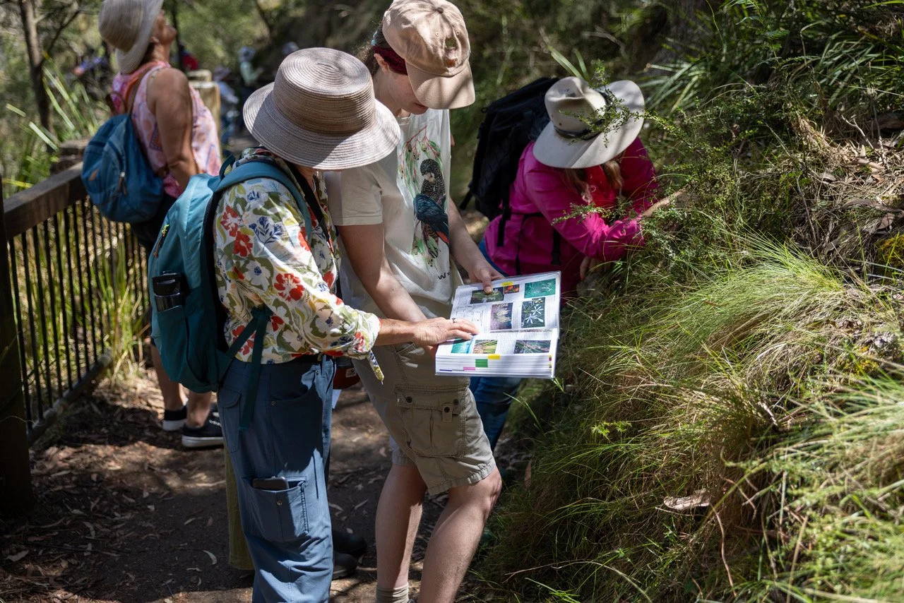 A morning among the plants at Queen Mary Falls