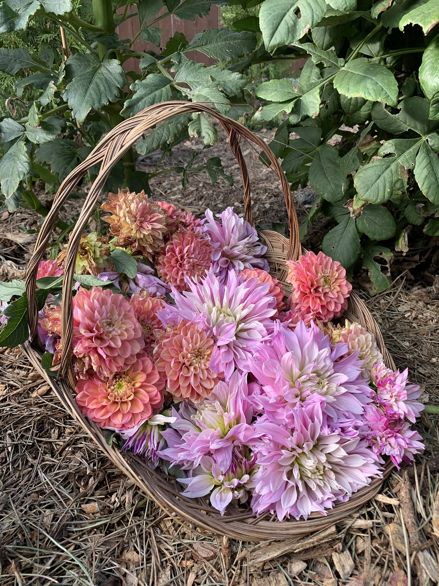 Garden_1.jpg