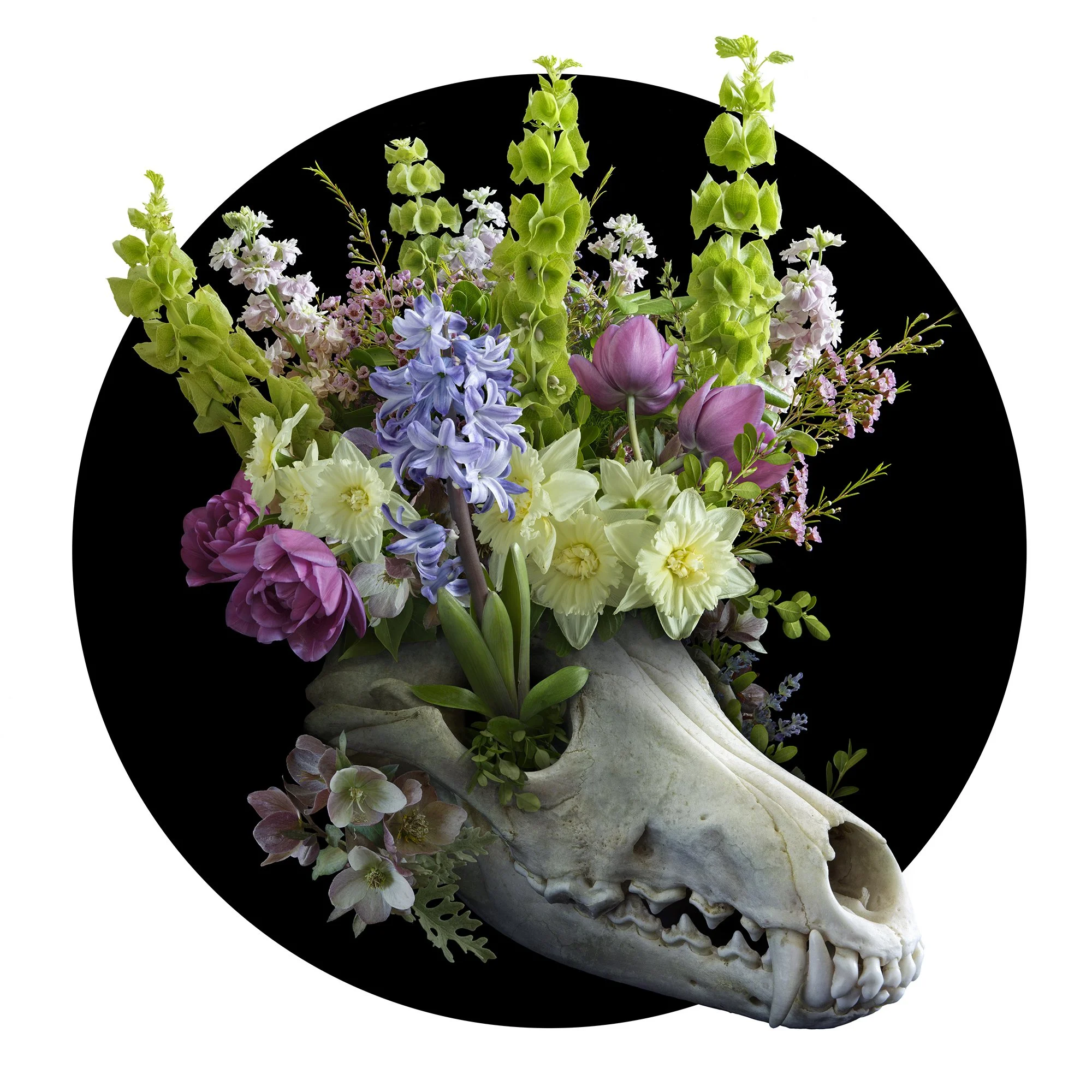 "Vanitas" - series