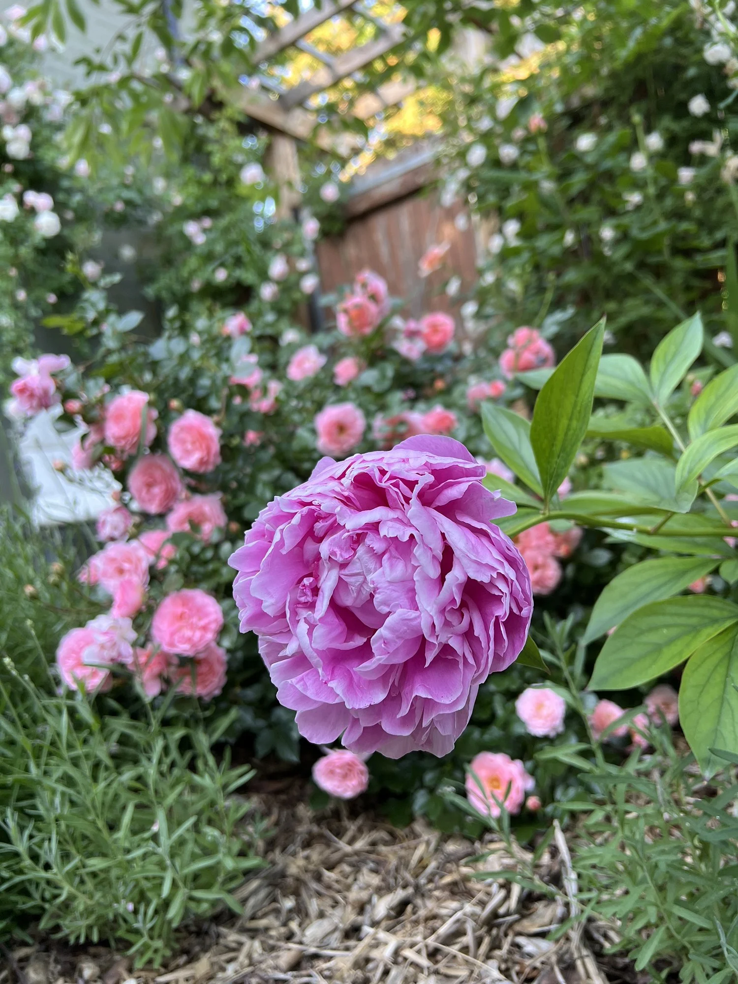 Garden_4.jpg