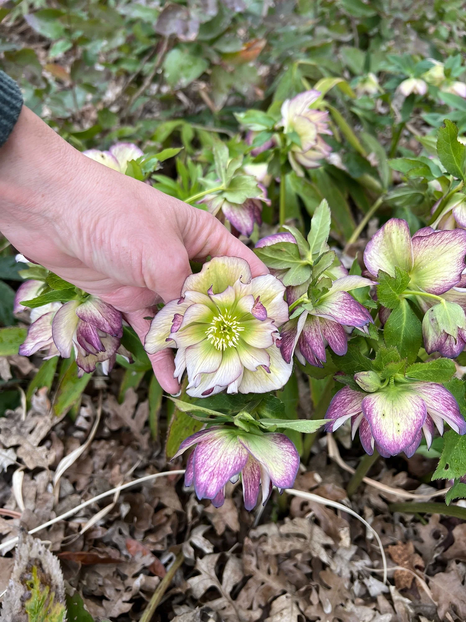 Garden_6.jpg