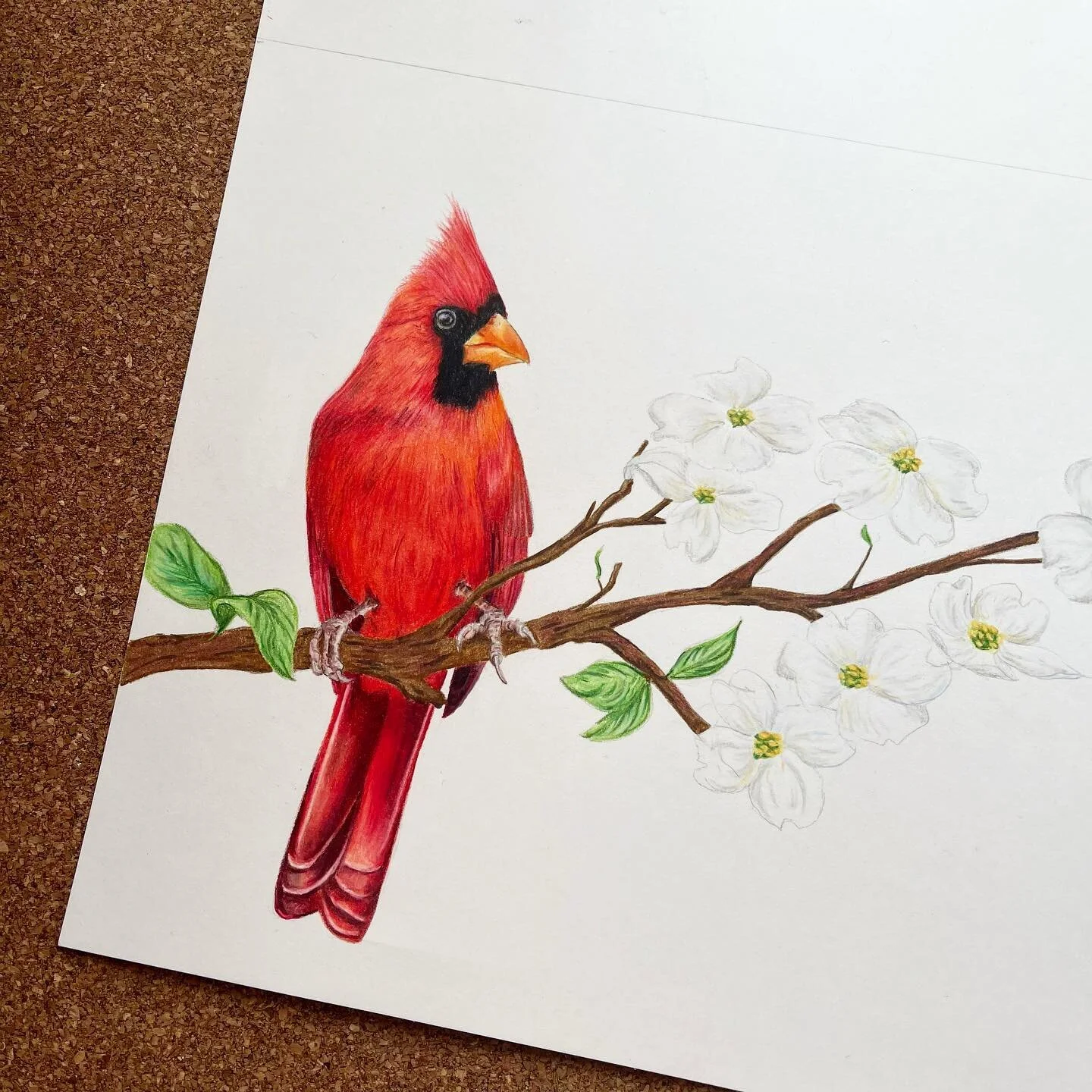 Recently finished: this very distinguished Northern Cardinal perched upon some Flowering Dogwood. This drawing is special to me as both of these are the state symbols of North Carolina which is where I grew up!

What&rsquo;s the state bird where you&