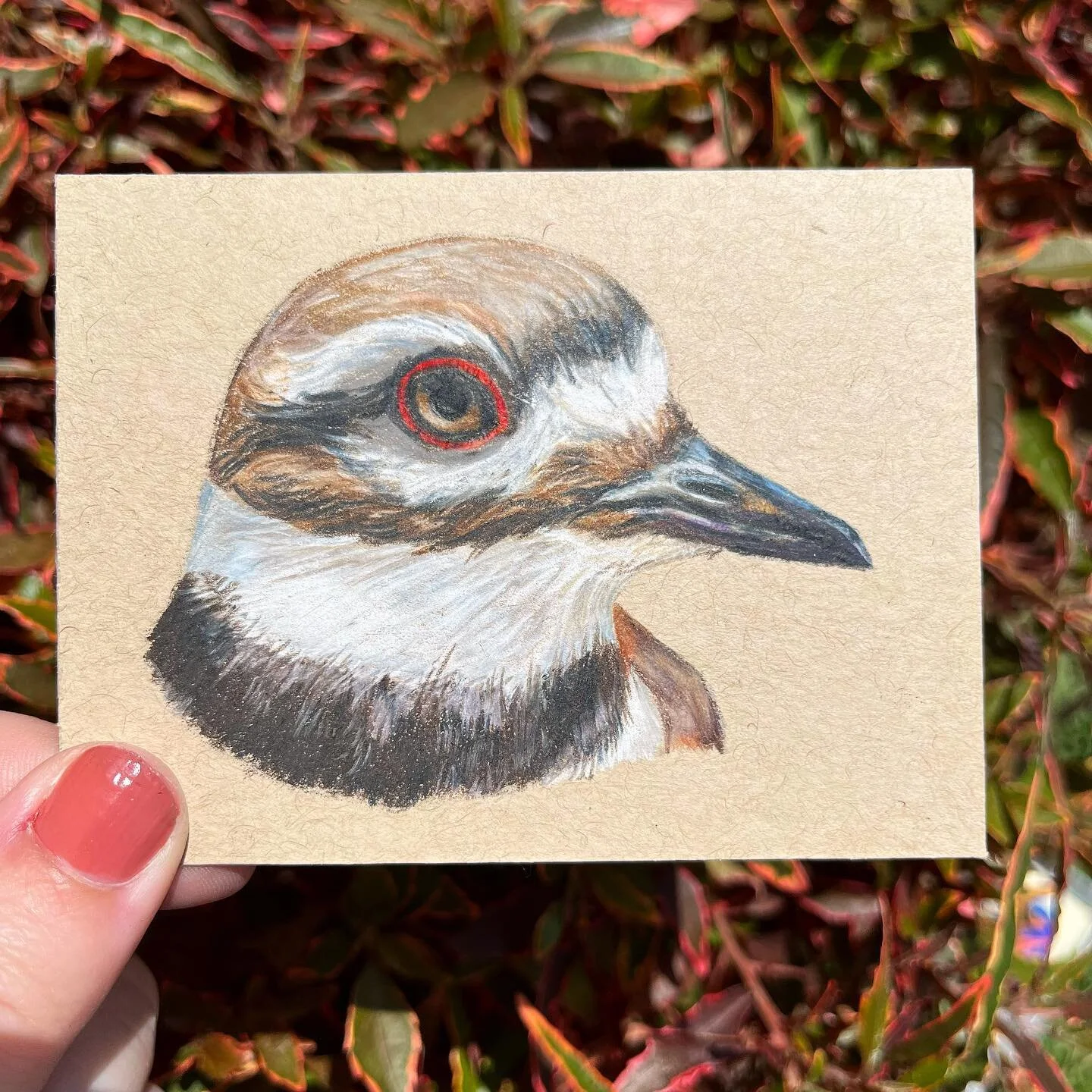 This cutie killdeer says &ldquo;hello!&rdquo;
.
.
.
.
.
.
.
#killdeer #birdart #birddrawing #birdpainting #birdillustrator #birdillustration #birdportrait #coloredpencilart #coloredpencildrawing #birding #birdwatchers #birdwatching #birdwatcher #bird