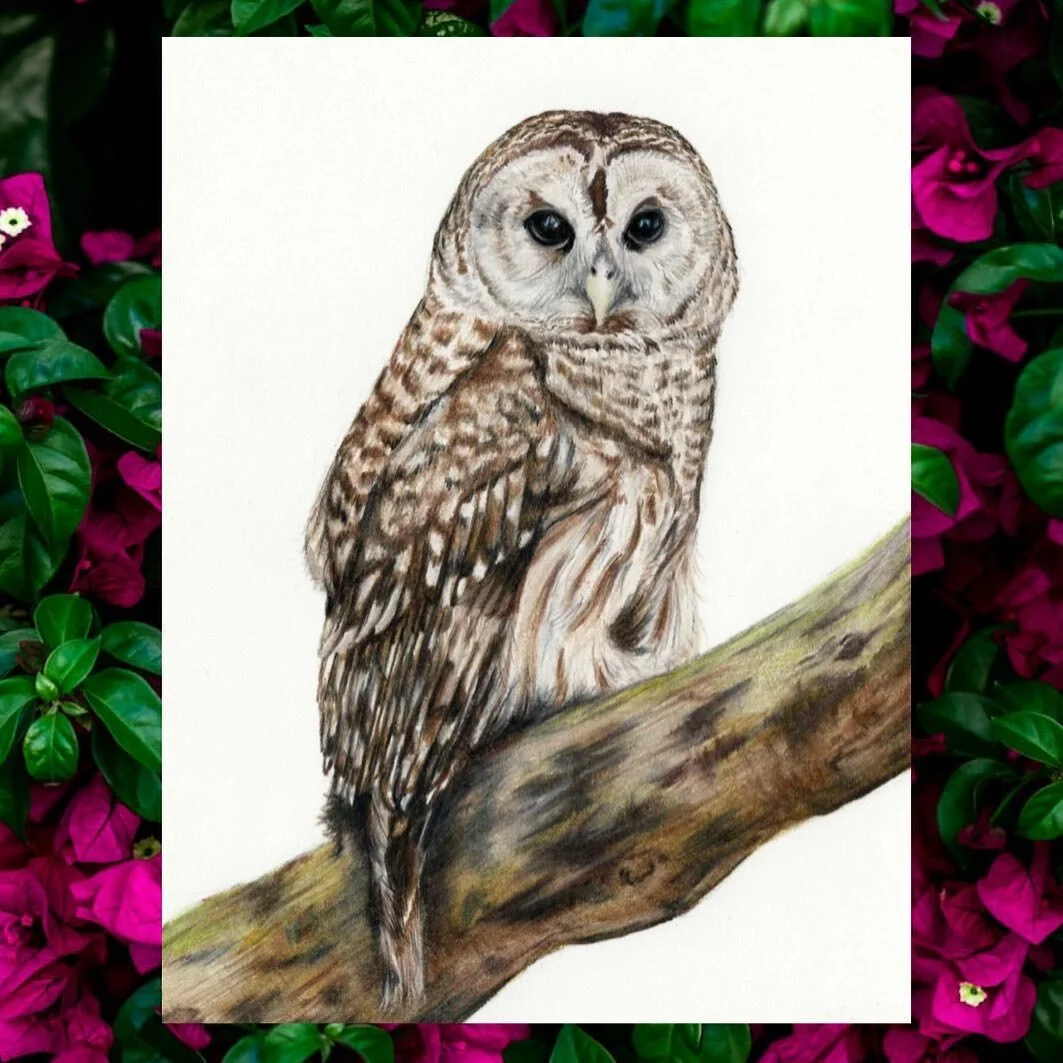 If you're out in the woods and hear someone calling &ldquo;who cooks for you, who cooks for you all?&rdquo;, you're actually hearing the distinctive call of the Barred Owl!
.
Recently finished this drawing and it&rsquo;s up in my sh🦉p!
.
.
.
.
.
#ba