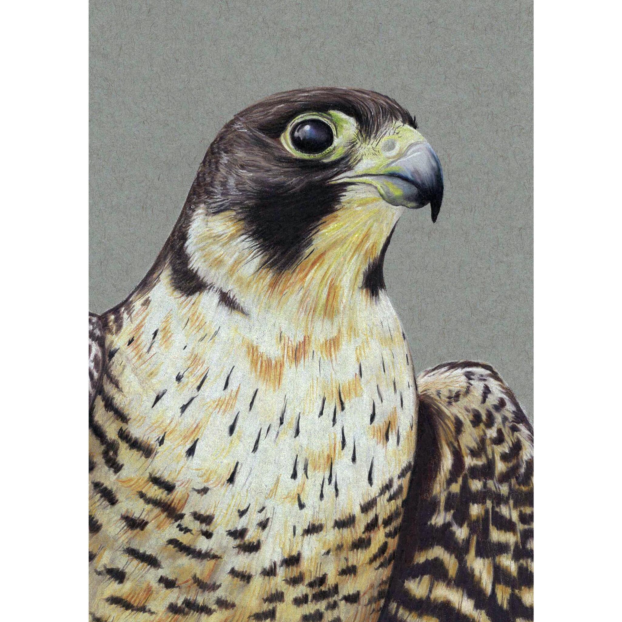This Peregrine Falcon was a recent commission that I was so excited to do because for some reason I never draw birds of prey??? I love my little songbirds and woodpeckers, but raptors deserve some attention too!
.
.
.
.
.
#peregrinefalcon #falcon #ra