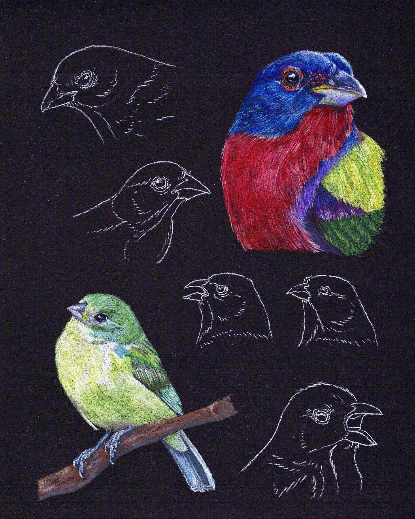 Apparently I never shared this Painted Bunting study despite drawing it nearly 6 months ago 🙀 but I remembered it today when @coreylovescolor shared a photo of a male and female Painted Bunting visiting her feeder! If you&rsquo;ve never seen one in 