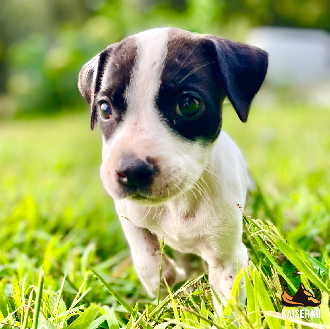 incollage_save 4.PNG