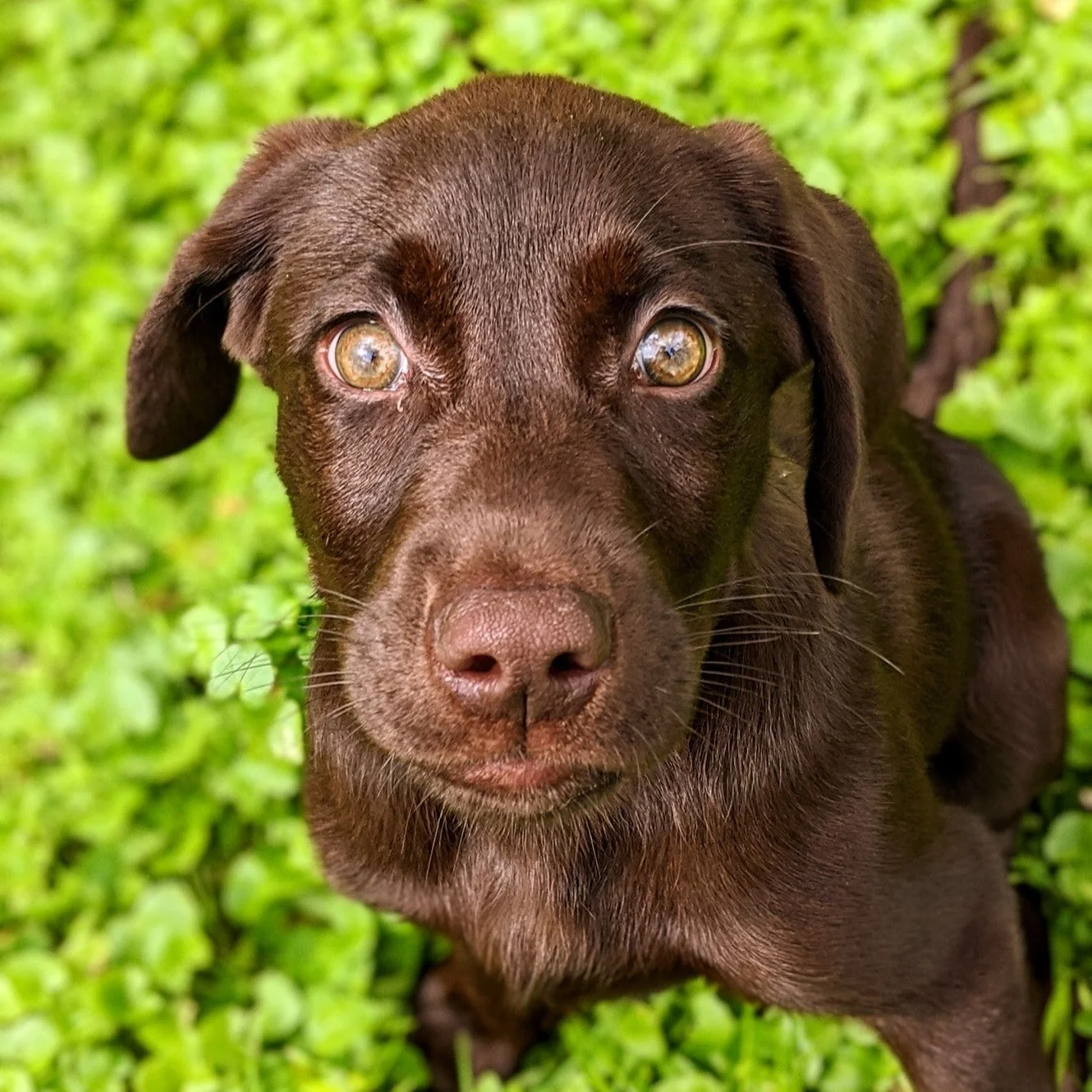 Hugo Puppy.jpg