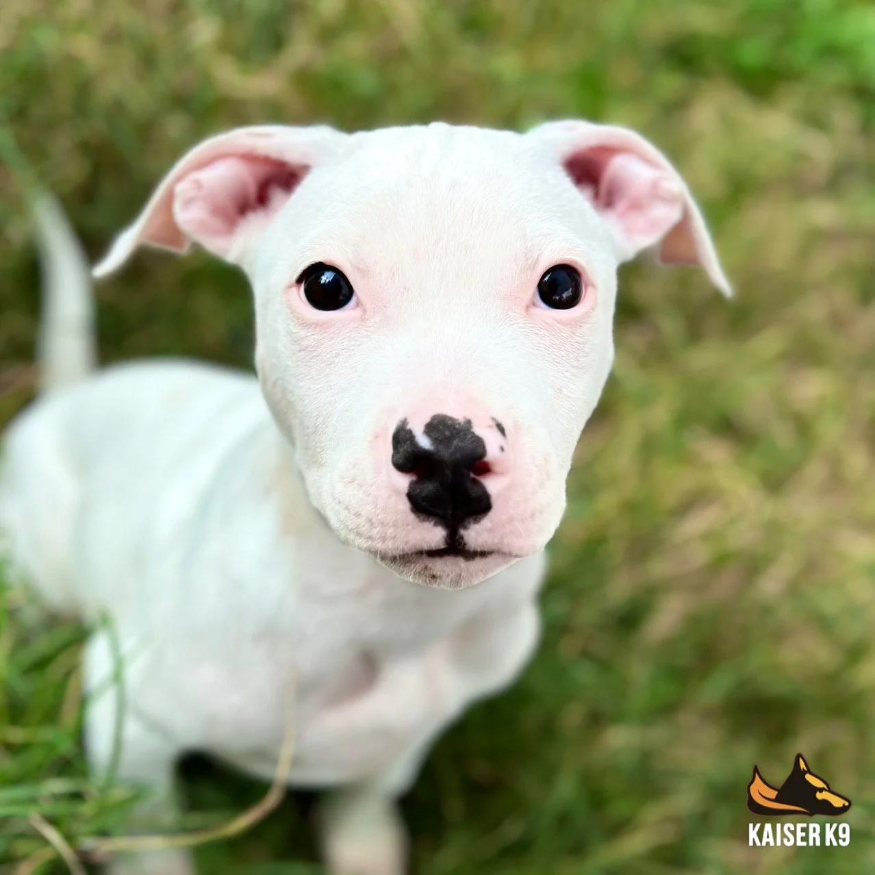 incollage_save 9.JPG