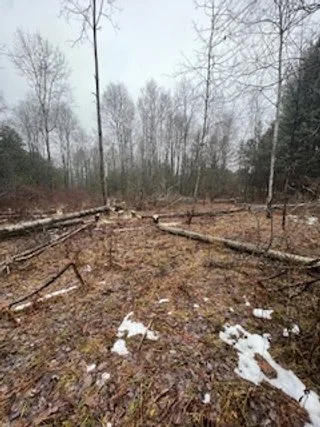 Timber Stand Improvement for Whitetail Deer: Enhancing Habitat Quality and Deer Populations