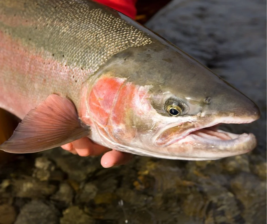 Gearing Up for Success: Essential Equipment for River Steelhead Fishing with a Spinning Rod