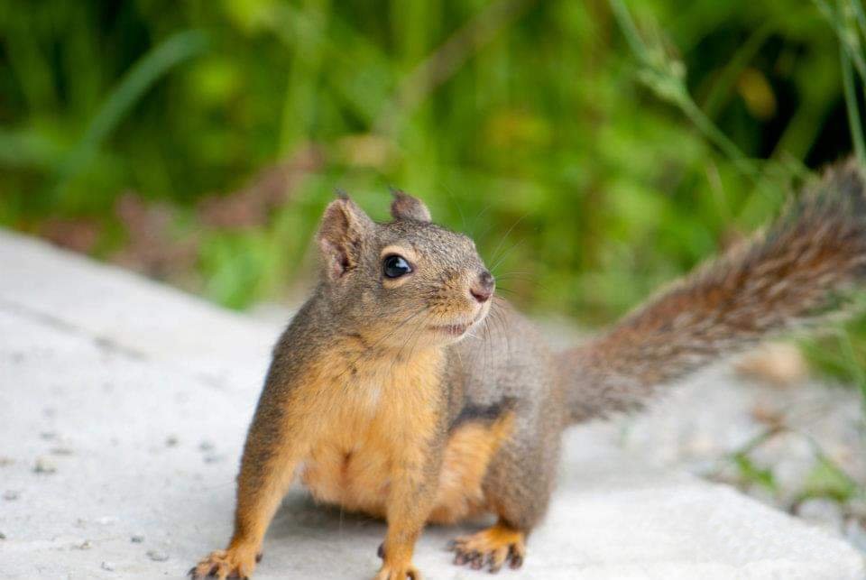 Douglas squirrel