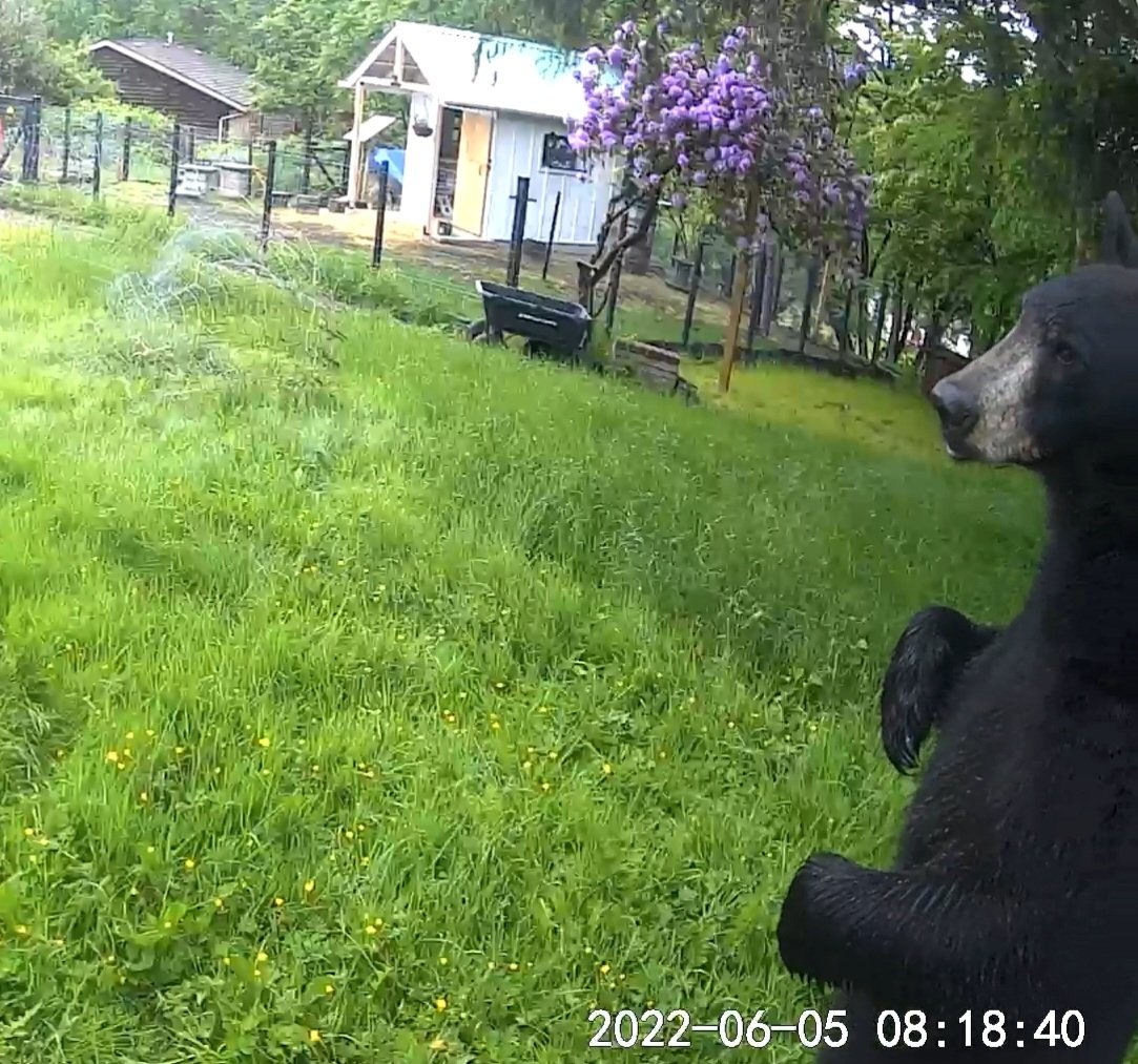 Curious bear