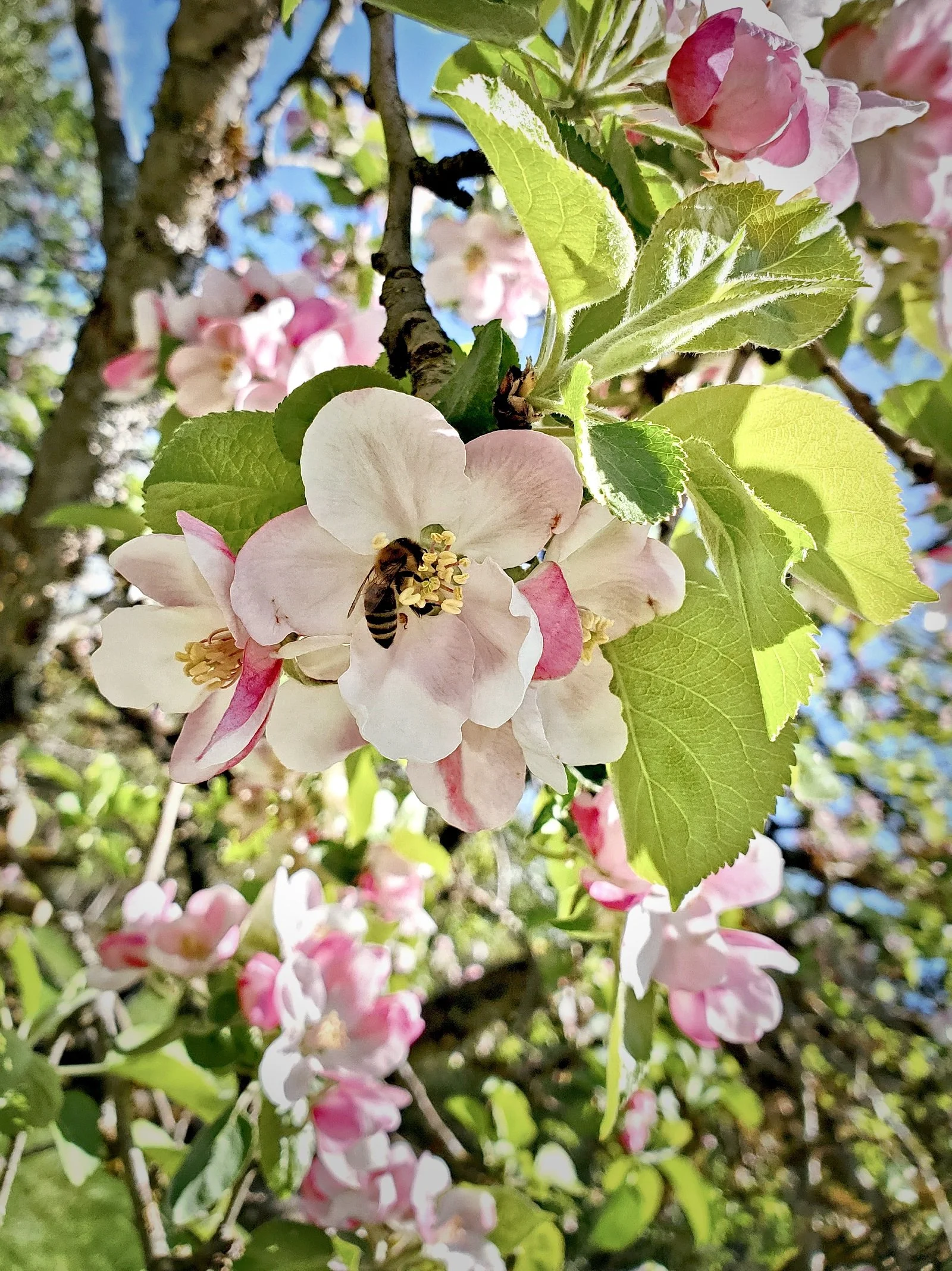 Bee