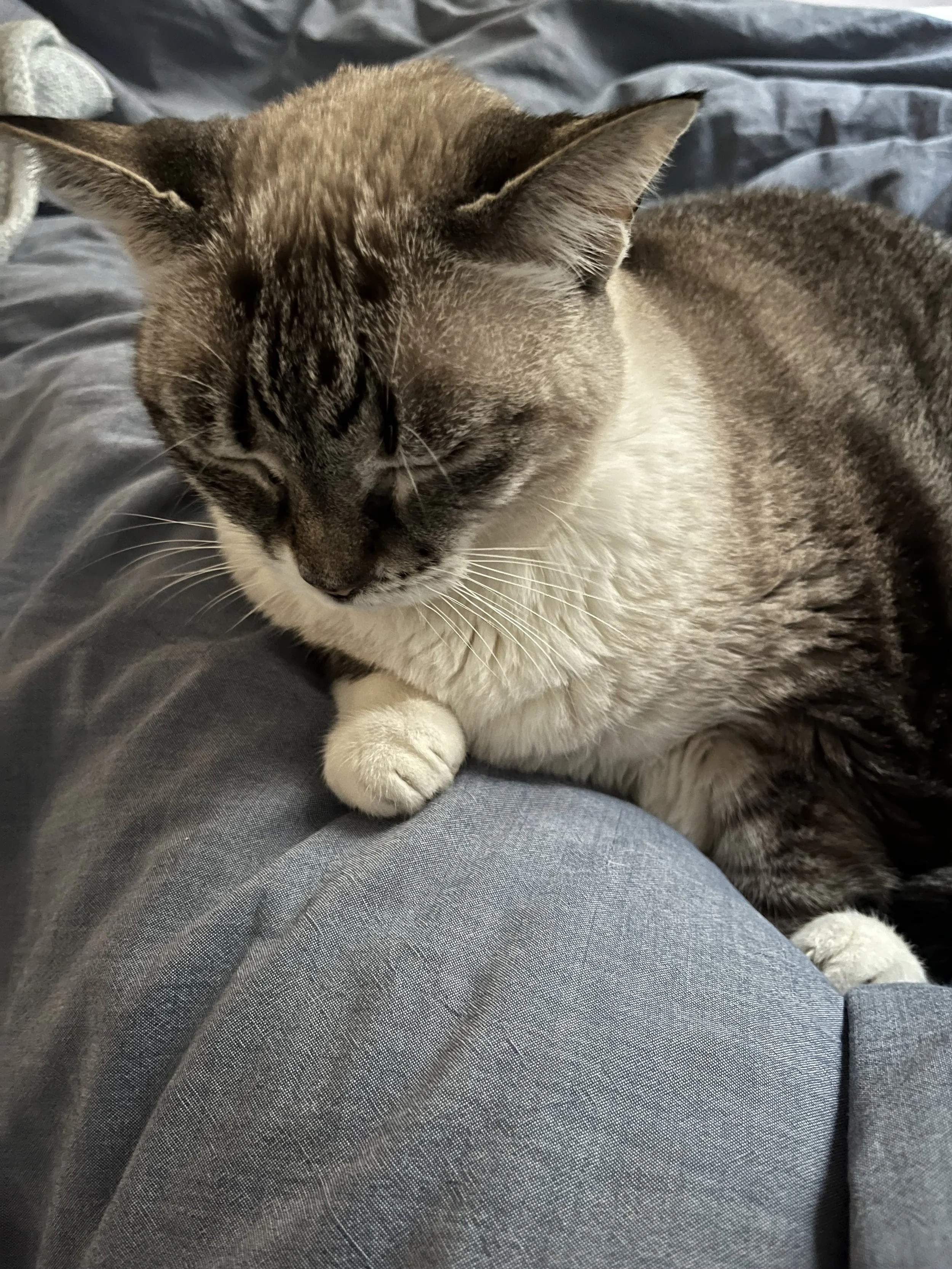 Caught my brain cheating