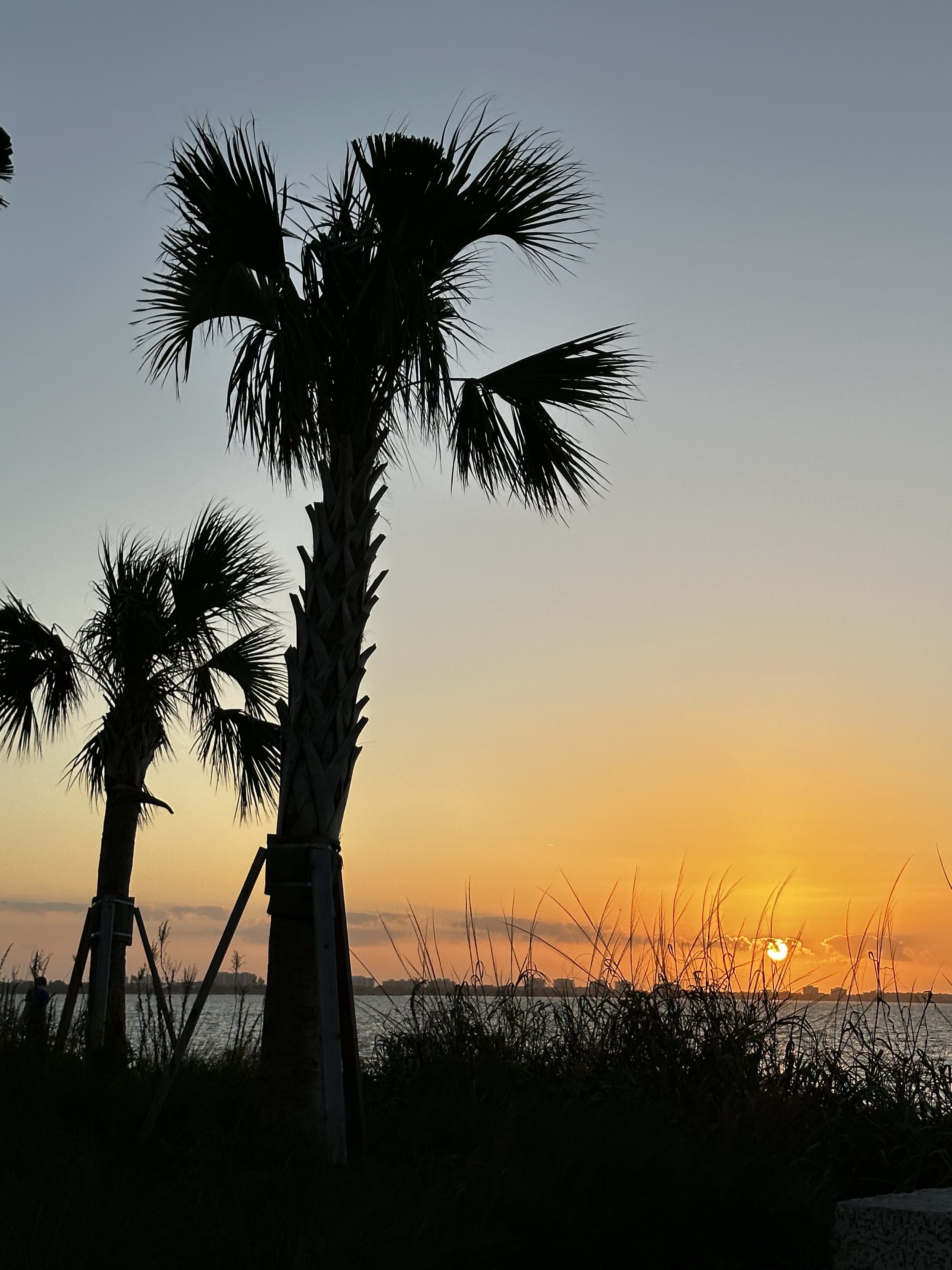 Misty palm tree sunset.jpg