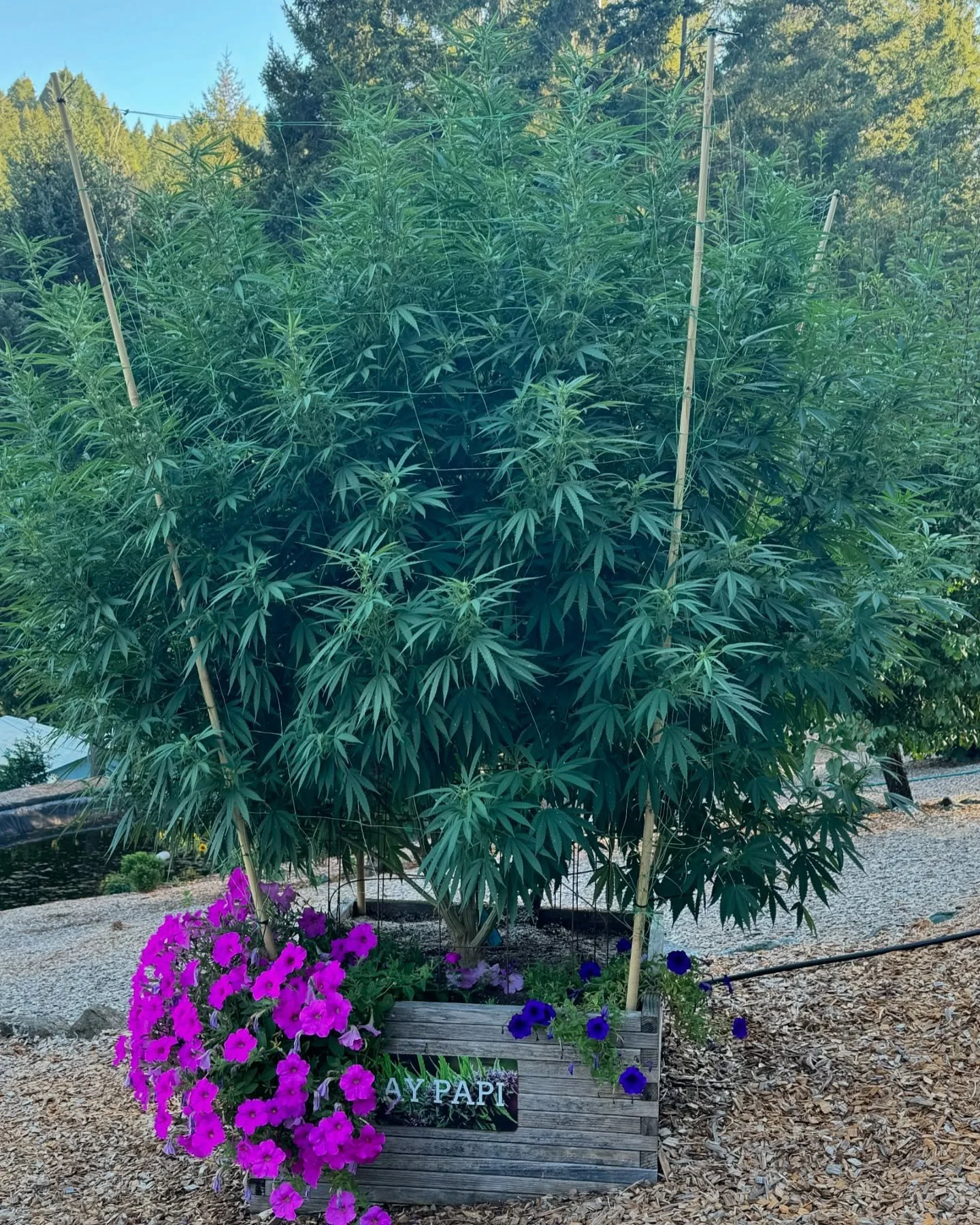 Status update on this years @aypapico x @huckleberryhillfarms Whitethorn Rose. She&rsquo;s looking healthy and strong 💪🤩