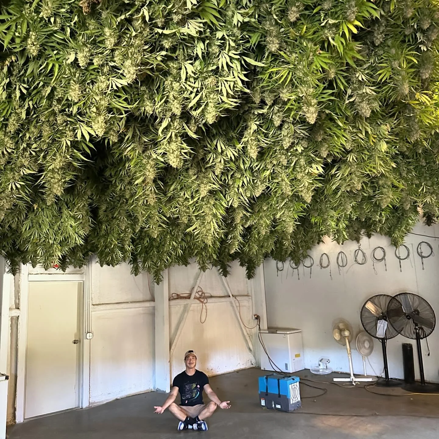 The view from below was spectacular 🤩 Thank you Dylan, @mattolevalleysungrown @cannamgardens for the hospitality and inspiring off grid adventure. Yes the J&rsquo;s went off grid too. Grateful for this collab 📸 @msxmarii @aypapico 
#sungrown #regen