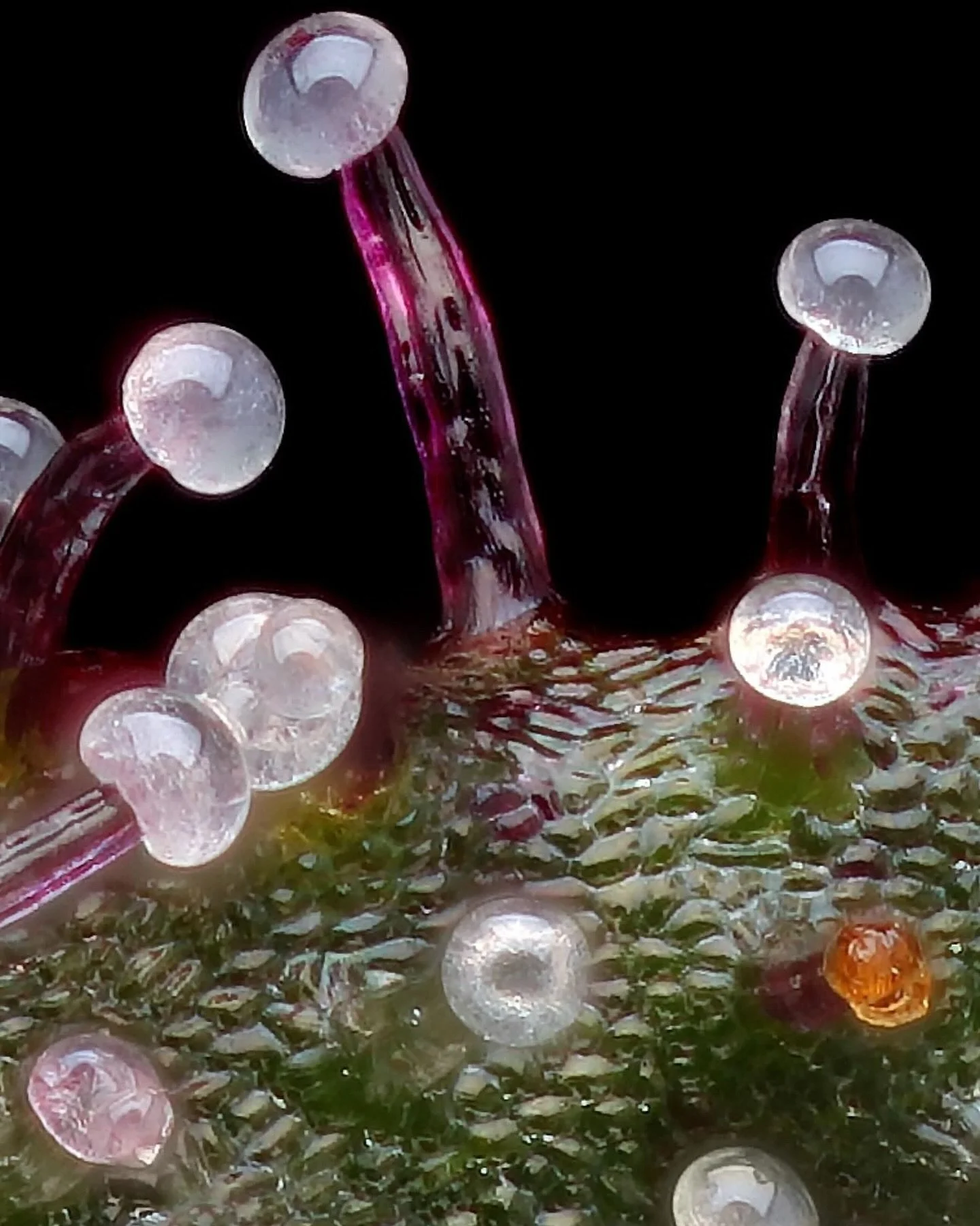 A close up of the Whitethorn Rose - grown and bred by the one, the only, @huckleberryhillfarms_wtr 
This cultivar was born by the power of love, courage, and sacrifice. Phenohunting with legacy genetics that are over 50 years old. A genetic library t