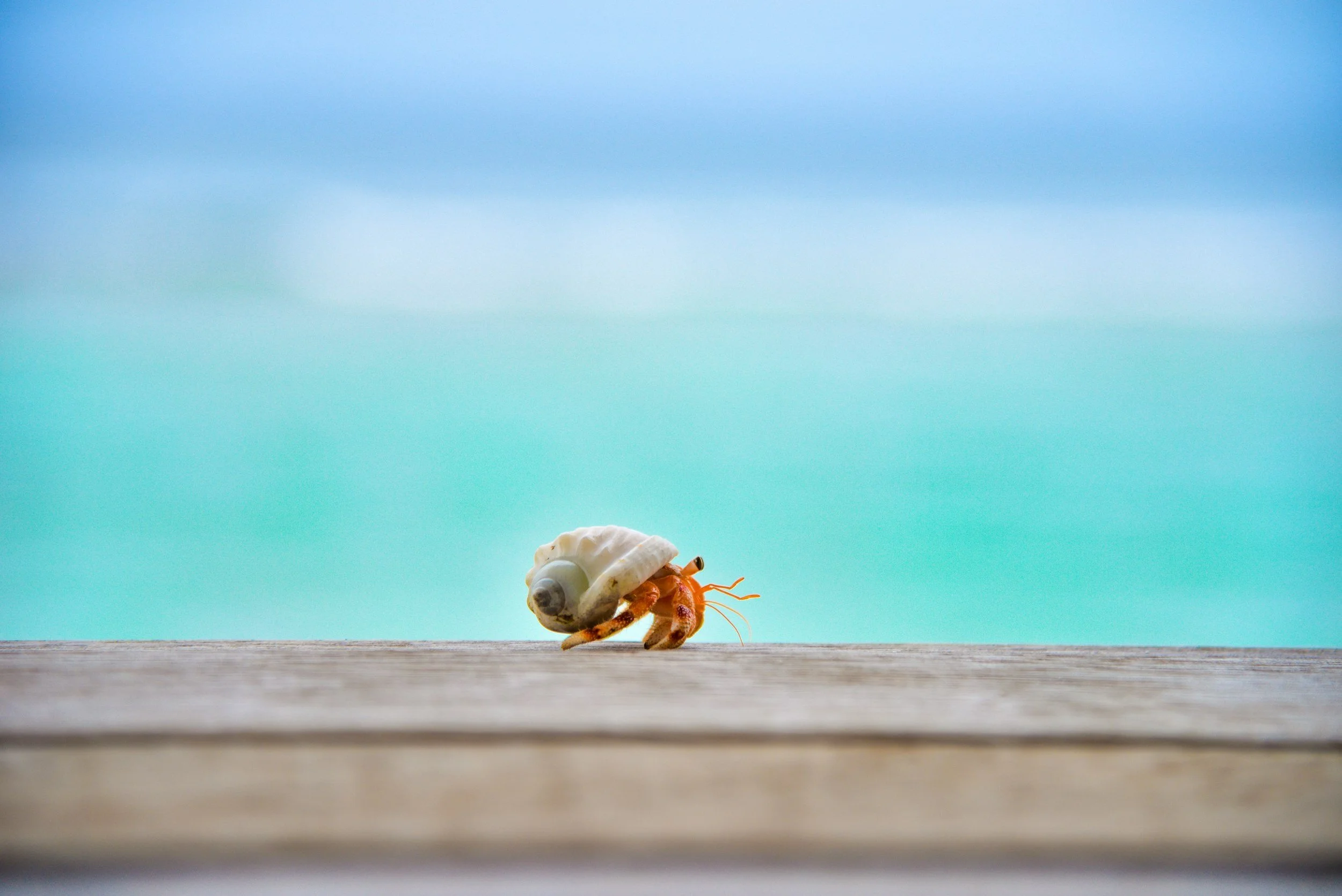 A hermit crab walking with the beach behind them