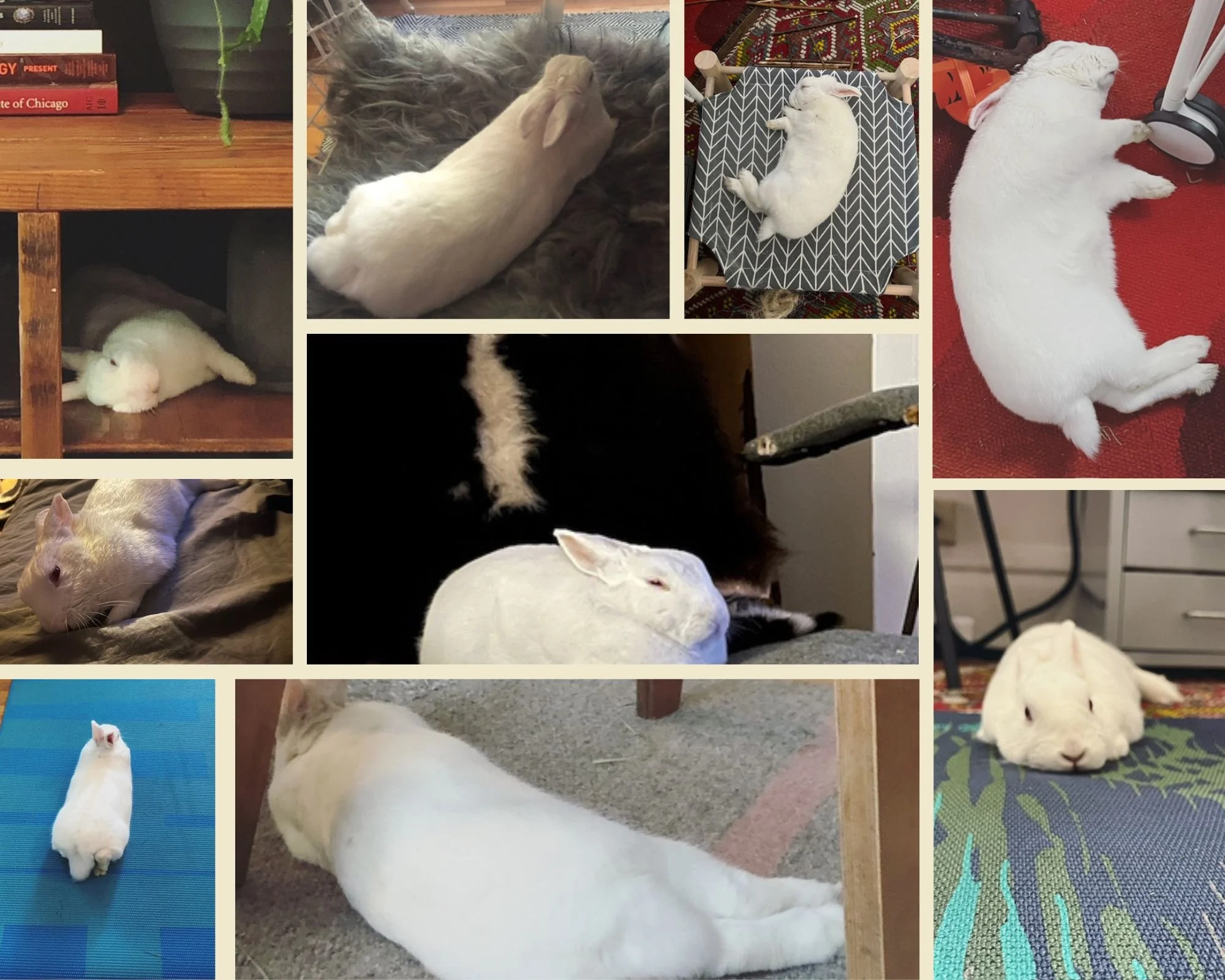 Pictures of a white bunny sleeping