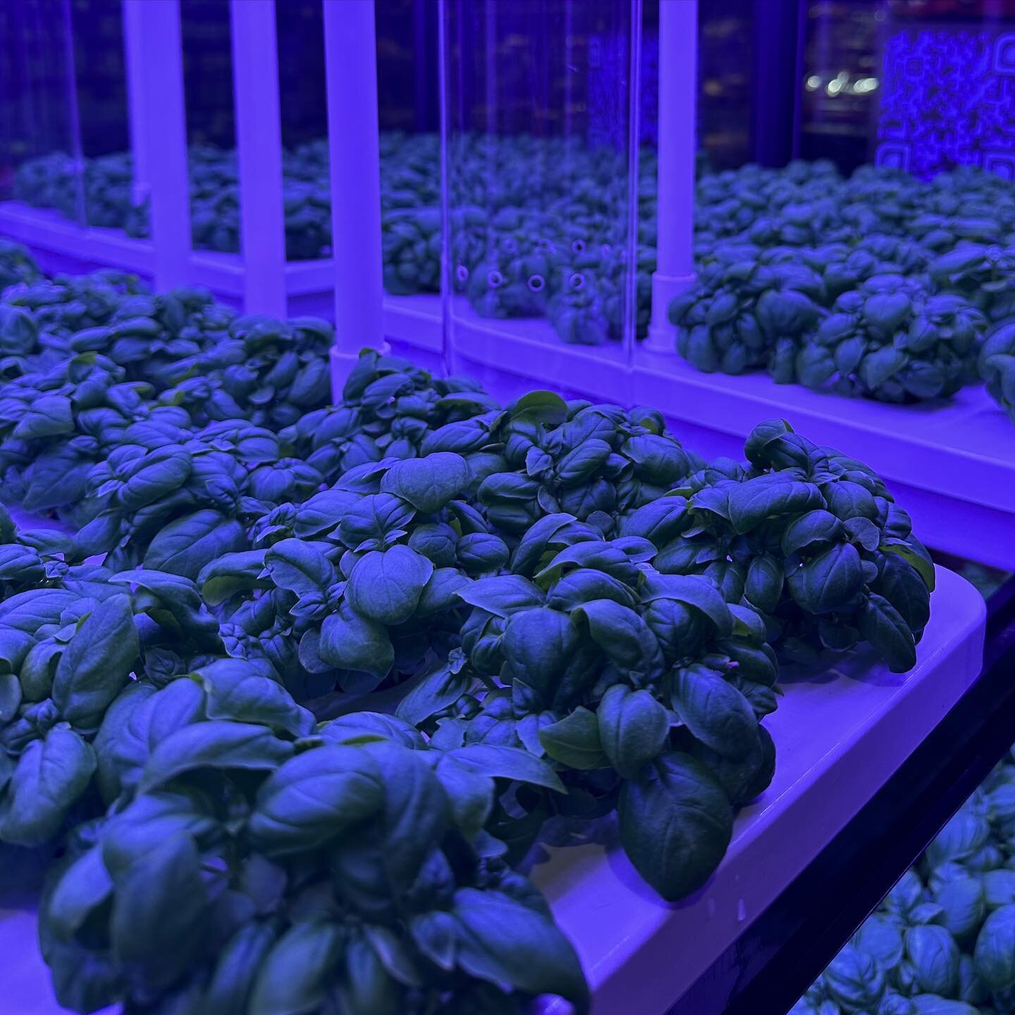 Shhhh these little guys are growing in a perfect environment of light, air and nutrients. 

Get your recipes ready for the weekend