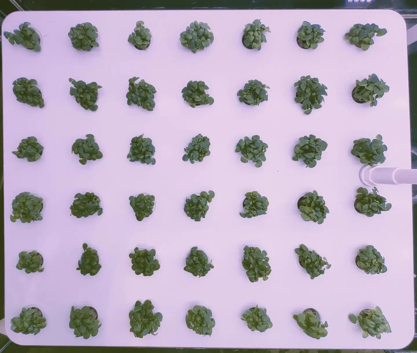 Nice and neat

#verticalfarming #verticalfarms #freshproduce #freshbasil