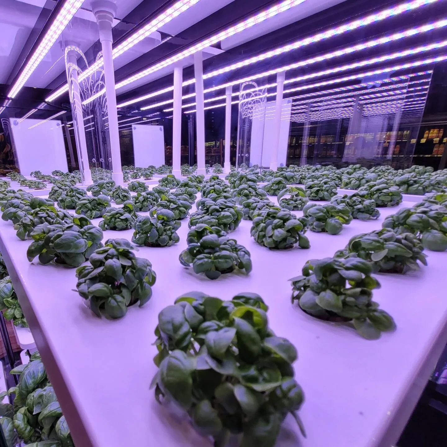 No seasons here, basil all year round ☀️🌱

#verticalfarms #freshproduce #localfarming #nochemicals