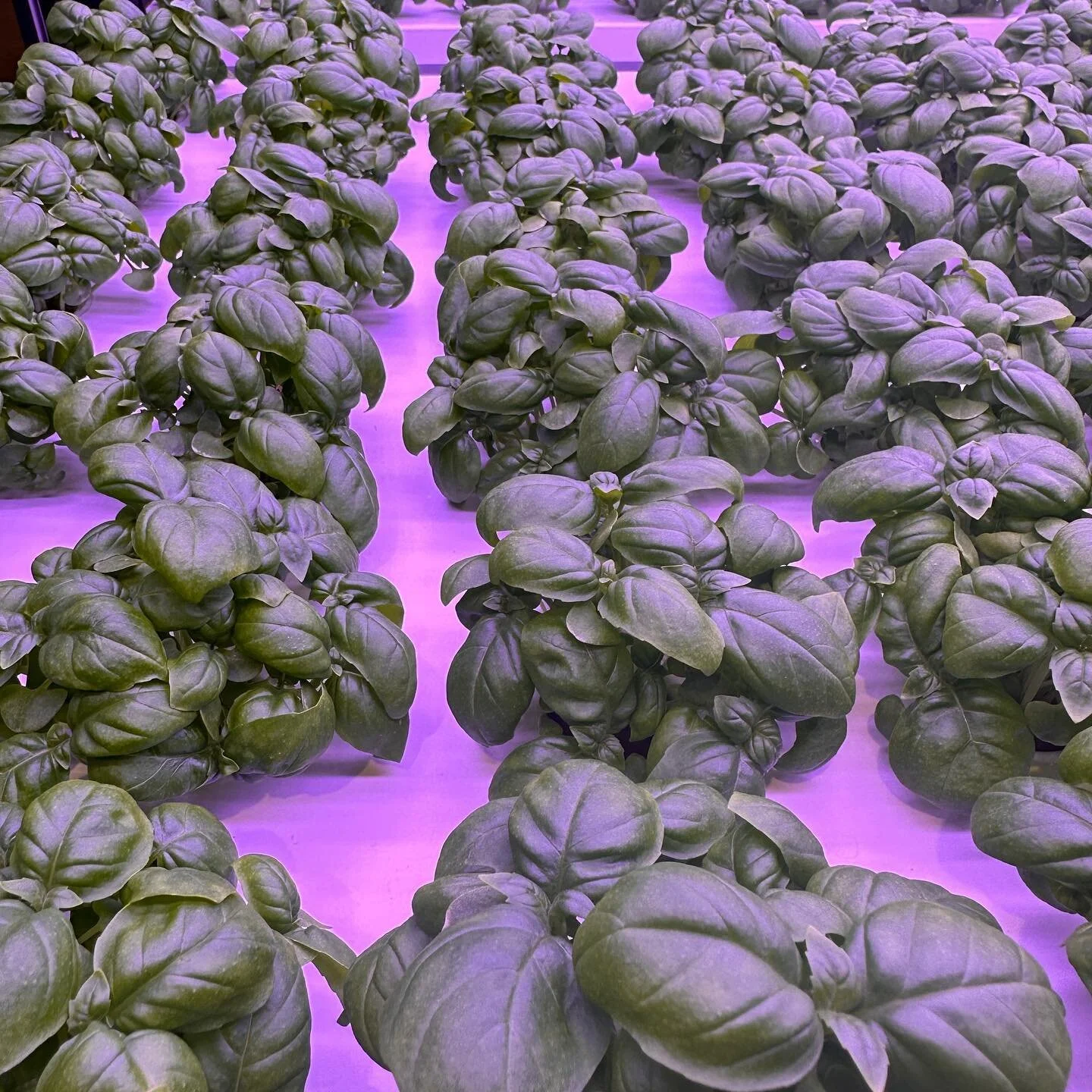 These little guys are only a week away from harvest. We have so many fantastic basil recipe ideas we&rsquo;ll be sharing with you very soon. 

#grownlocally #freshas #nonasties